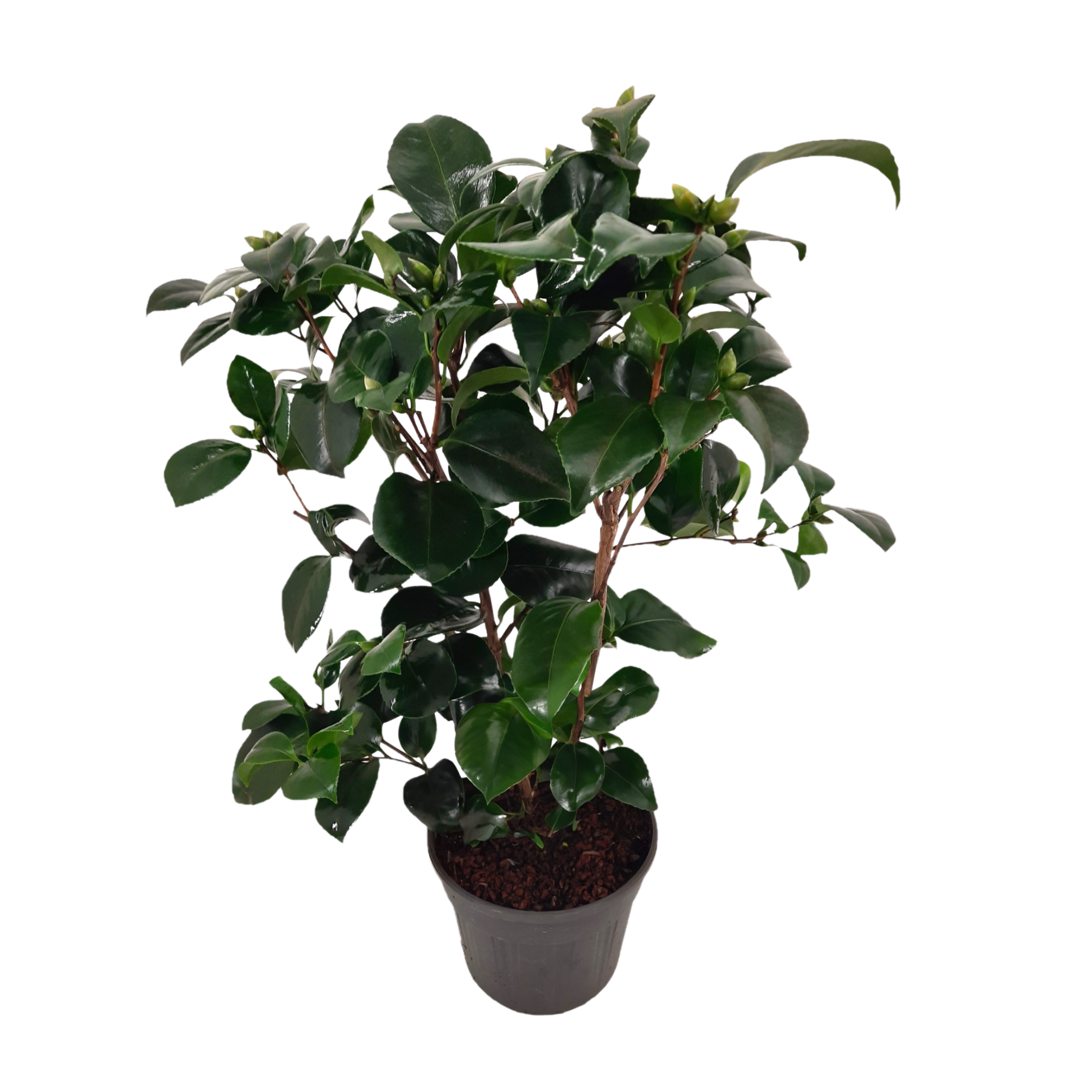 Japanse Roos - Camellia japonica'Lady Campbell'- Hoogte 50-60cm -⌀15cm afbeelding