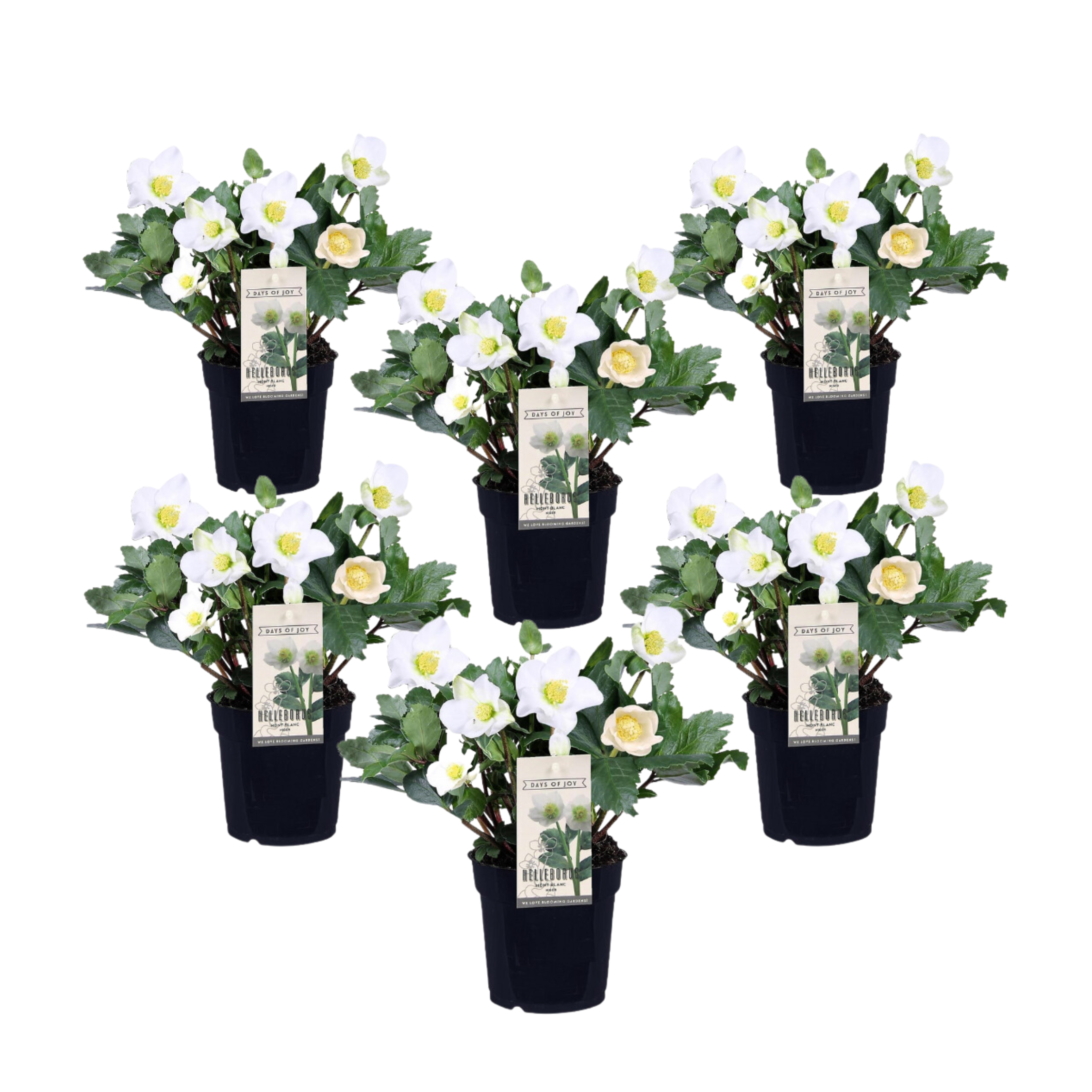 Kerstroos - Set van 6 - Helleborus niger'Mont Blanc'- Hoogte 20-30cm -⌀12cm afbeelding