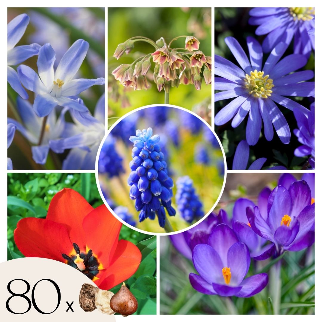 Blije Bij - Set van 80 - Anemon Chionodoxa Muscari Nectar.Tulipa - Bloembollen afbeelding