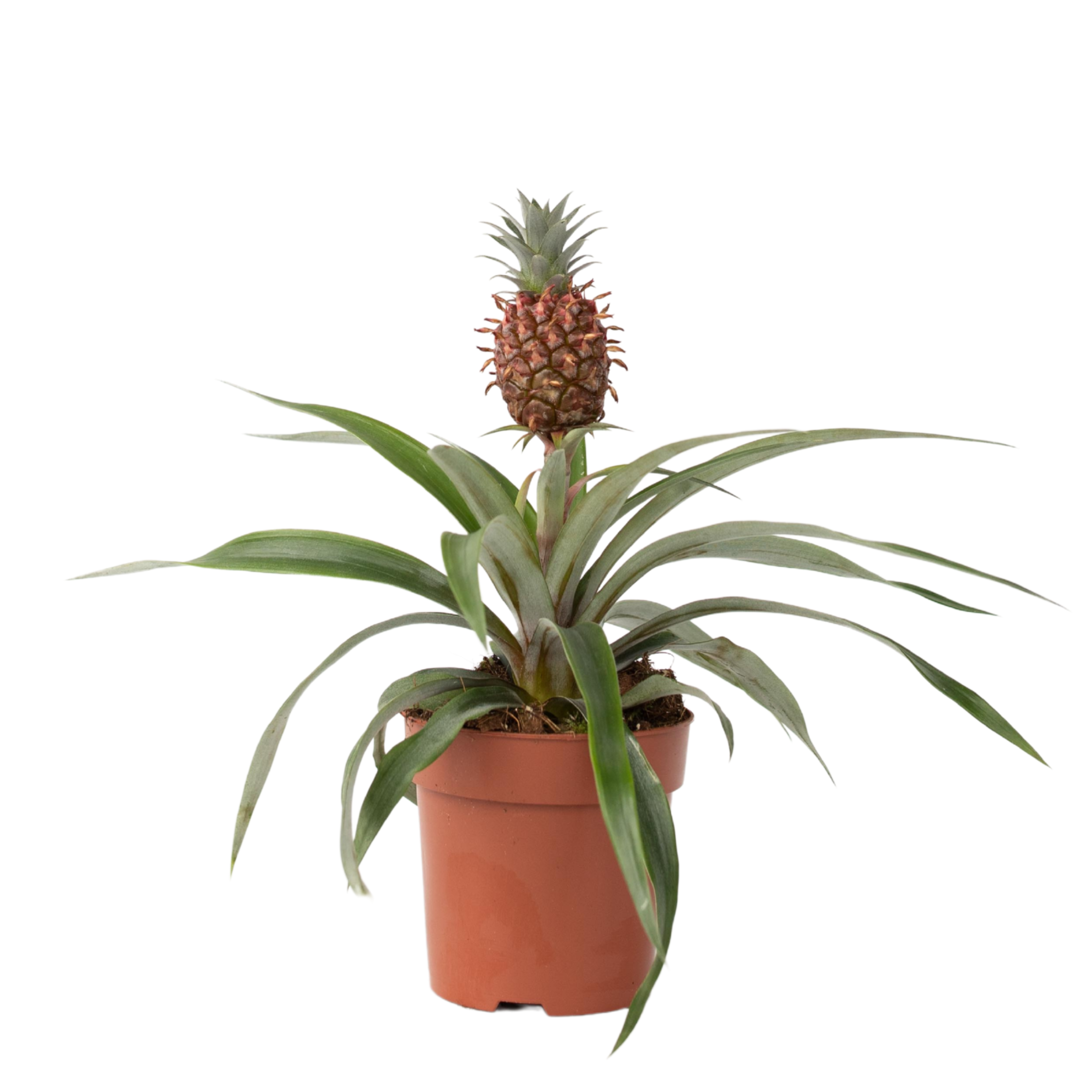 Bromelia - Ananas comosus'Mi Amigo'- Hoogte 35-45cm -⌀12cm afbeelding