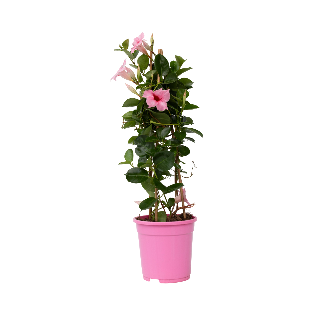 Dipladenia - Mandeville'Rio Hot Pink'- Hoogte 60-70cm -⌀17cm afbeelding