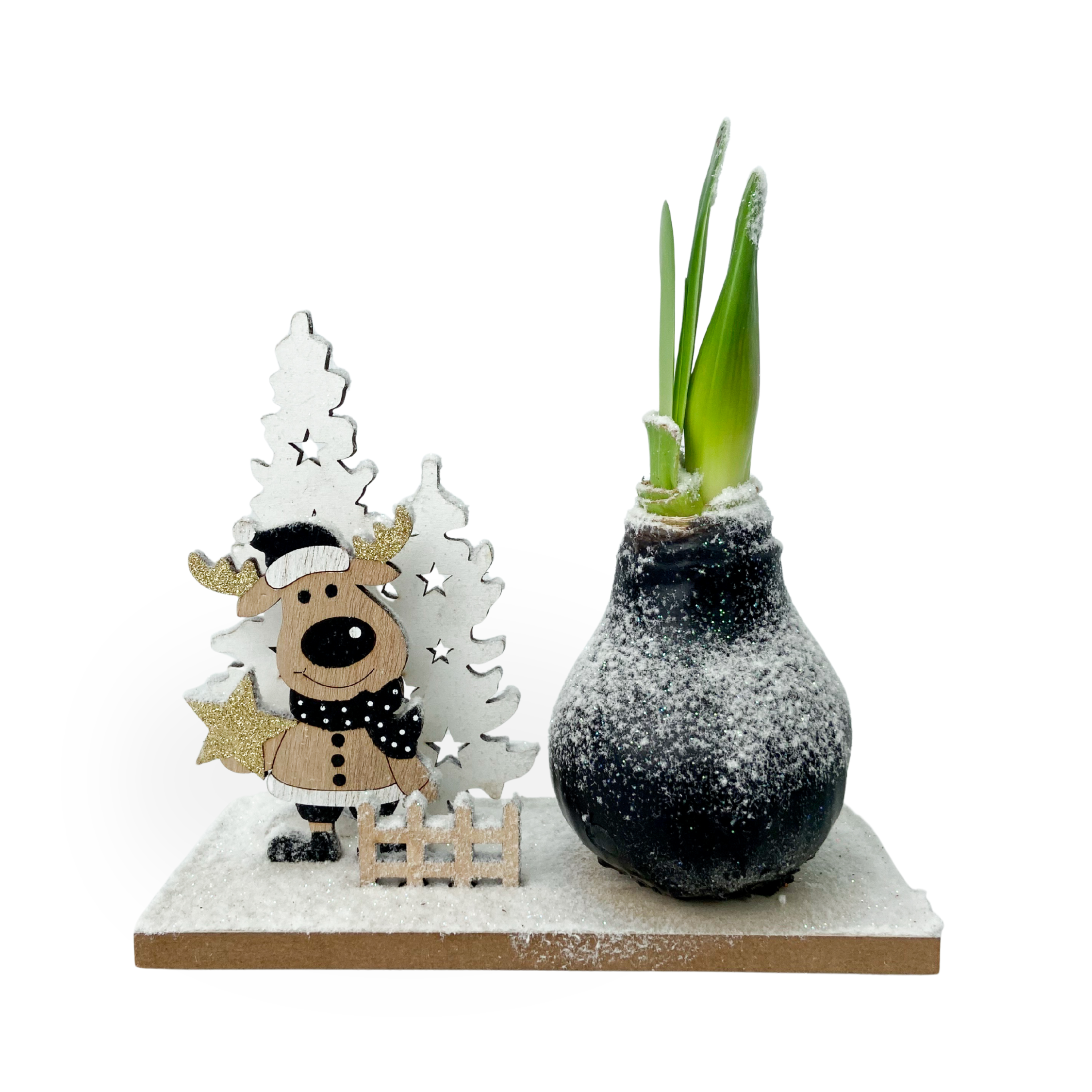 Amarylis - Hippeastrum 'Zimní říše divů Sob'