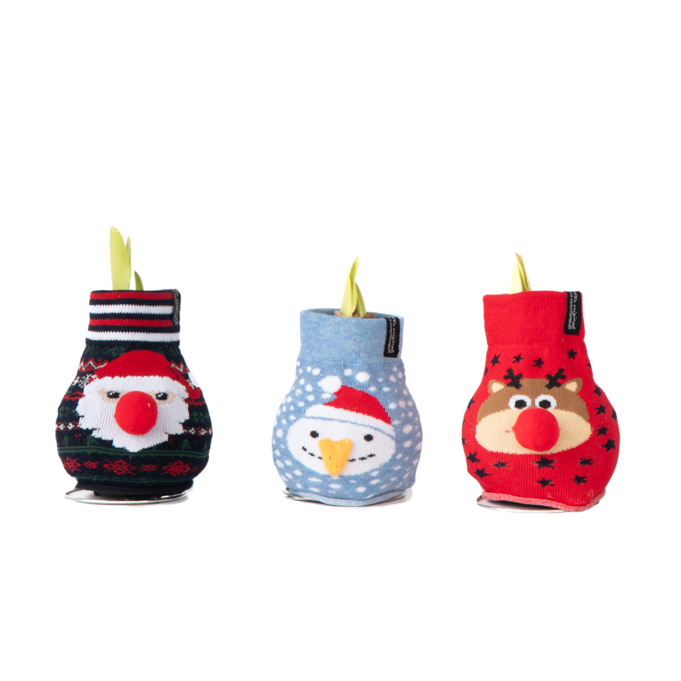 Amaryllis - Set van 3 - Hippeastrum'Xmas Sweater Mix'- Bloembol - Rood afbeelding