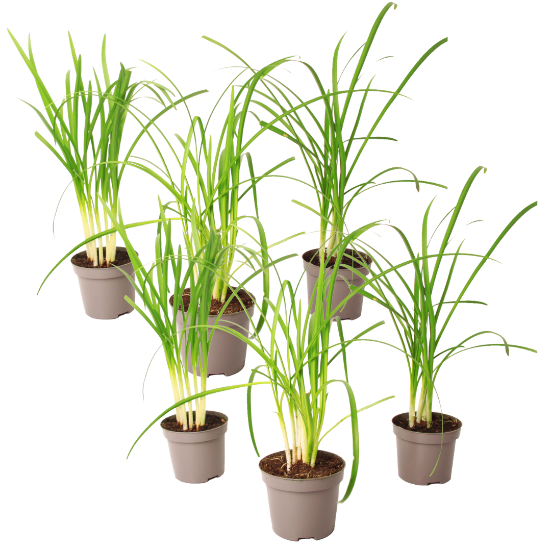 Kaapse knoflook - Set van 6 - Tulbaghia violacea - Hoogte 15-25cm -⌀9cm afbeelding