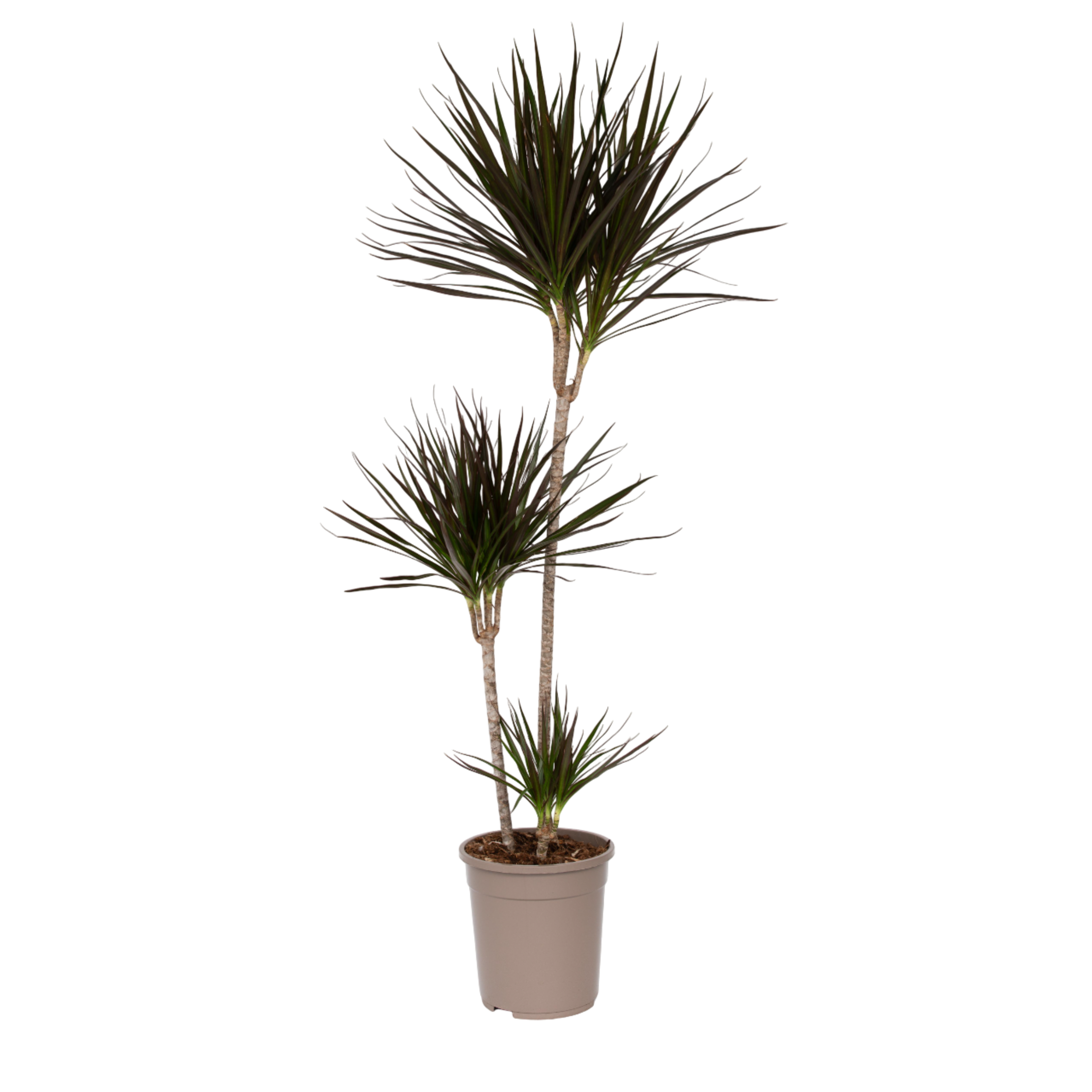 Drakenbloedboom - Dracaena marginata - Hoogte 110-130cm -⌀24cm afbeelding