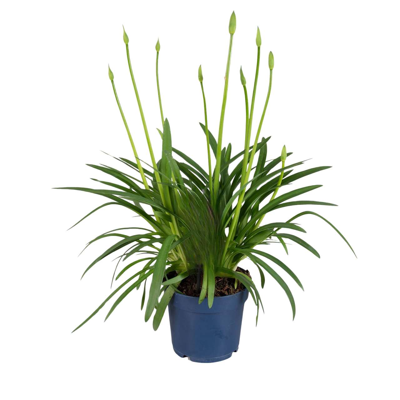 Afrikaanse Lelie - Agapanthus'Superb White'- Hoogte 55-70cm -⌀17cm afbeelding