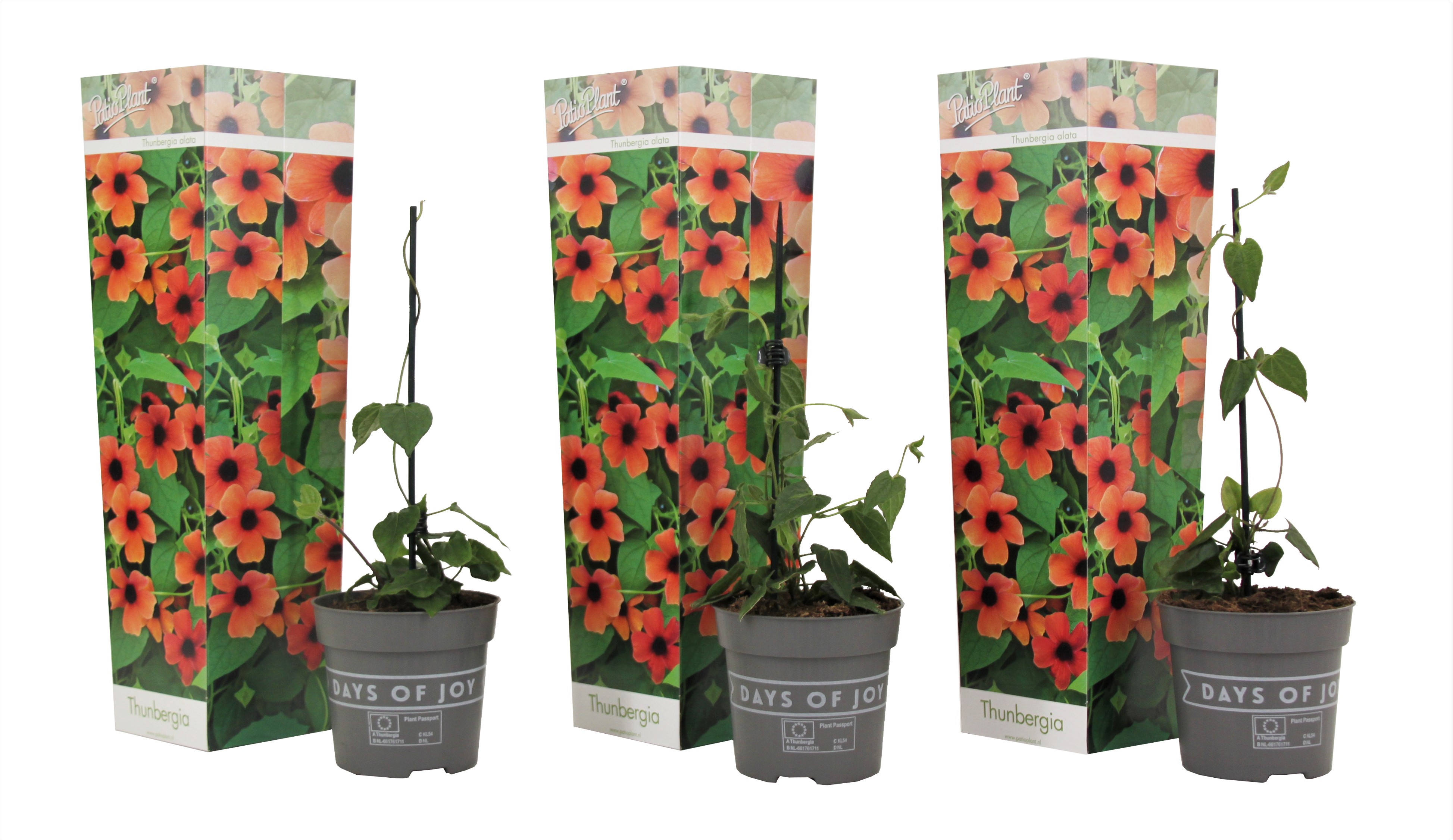 Thunbergia alata - Set van 3 - Arizona Red - Hoogte 25-40cm -⌀9cm afbeelding