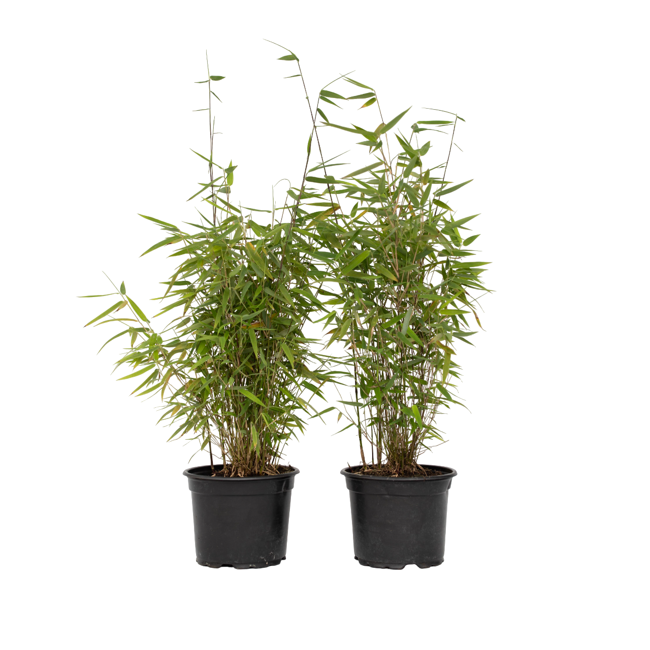Bamboe - Set van 4 - Fargesia nitida'Red Dragon'- Hoogte 60-80cm -⌀17cm afbeelding