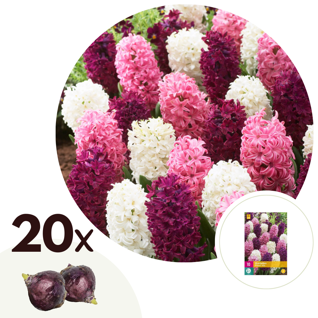 Hyacintenbollenmix - Set van 20 - Hyacinthus - Bloembollen afbeelding