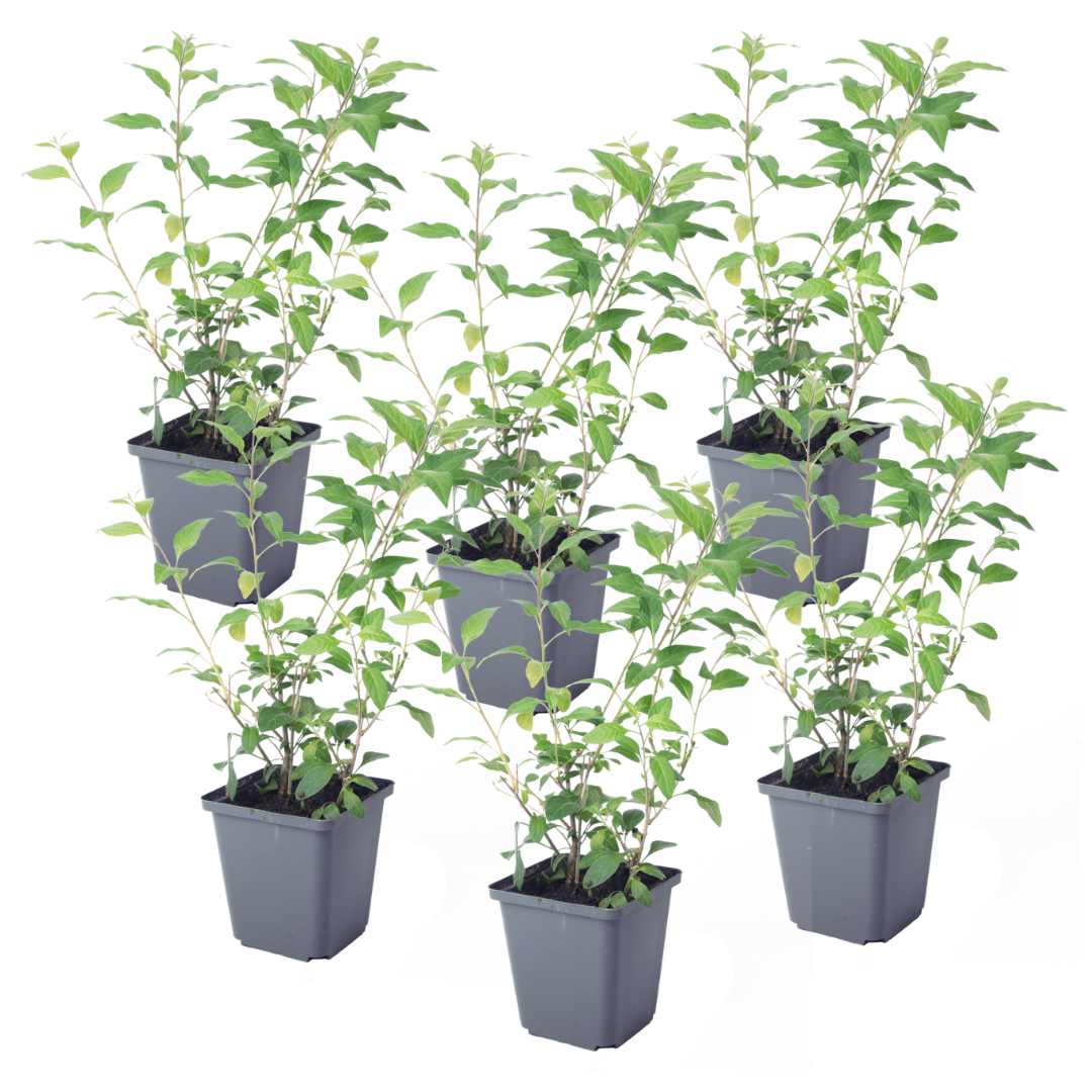 Nachtschade - Set van 6 - Lycianthes rantonnetii - Hoogte 25-40cm -⌀9cm afbeelding