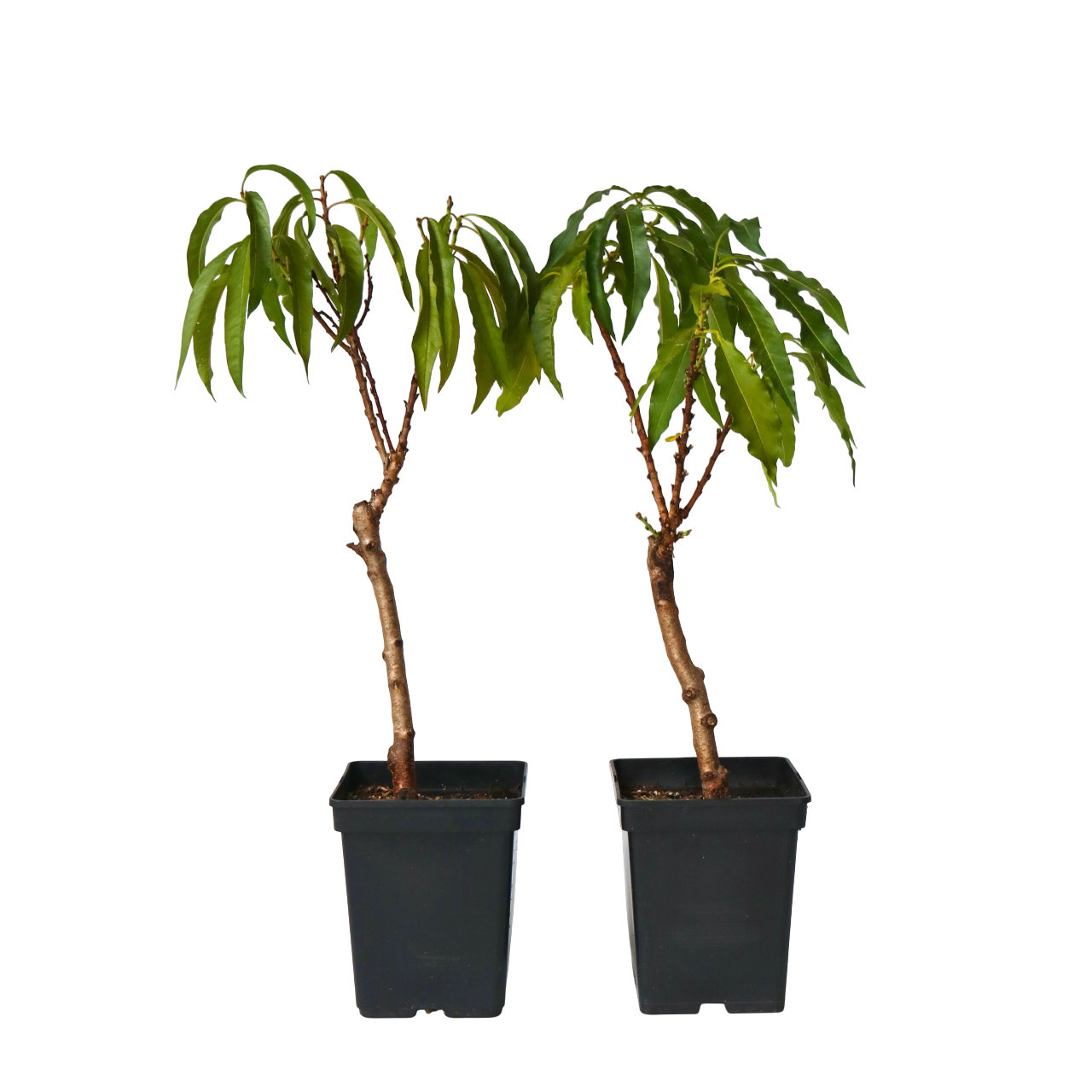 Dwergperzik - Set van 2 - Prunus'Bonanza'- Hoogte 60-70cm -⌀15cm afbeelding