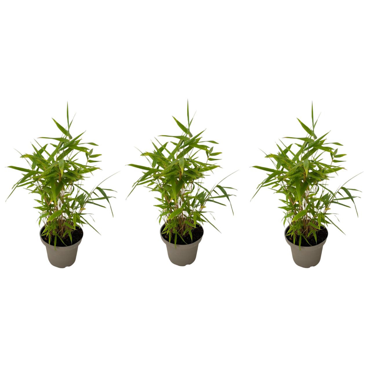 Bamboe - Set van 3 - Fargesia nitida'Black Dragon'- Hoogte 25-40cm -⌀14cm afbeelding