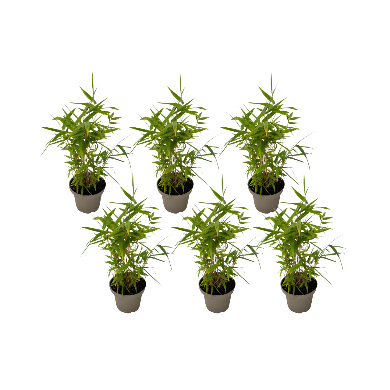 Bamboe - Set van 6 - Fargesia nitida'Black Dragon'- Hoogte 25-40cm -⌀14cm afbeelding