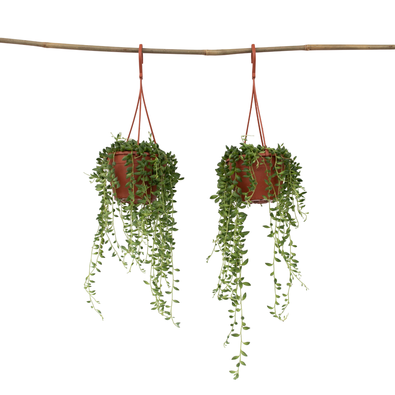 Erwtenplant - Set van 2 - Senecio rowleyanus - Hoogte 10-20cm -⌀12cm afbeelding