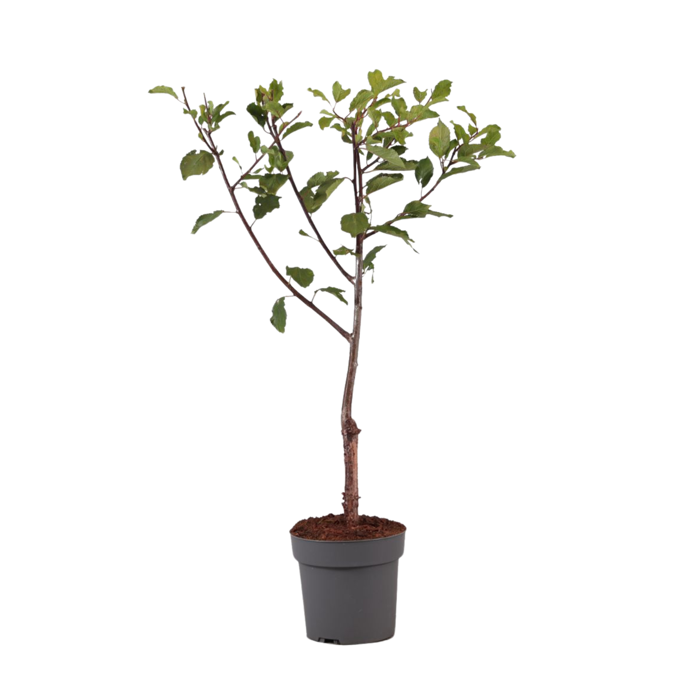 Pruimenboom - Prunus domestica'Opal'- Hoogte 90-100cm -⌀21cm afbeelding