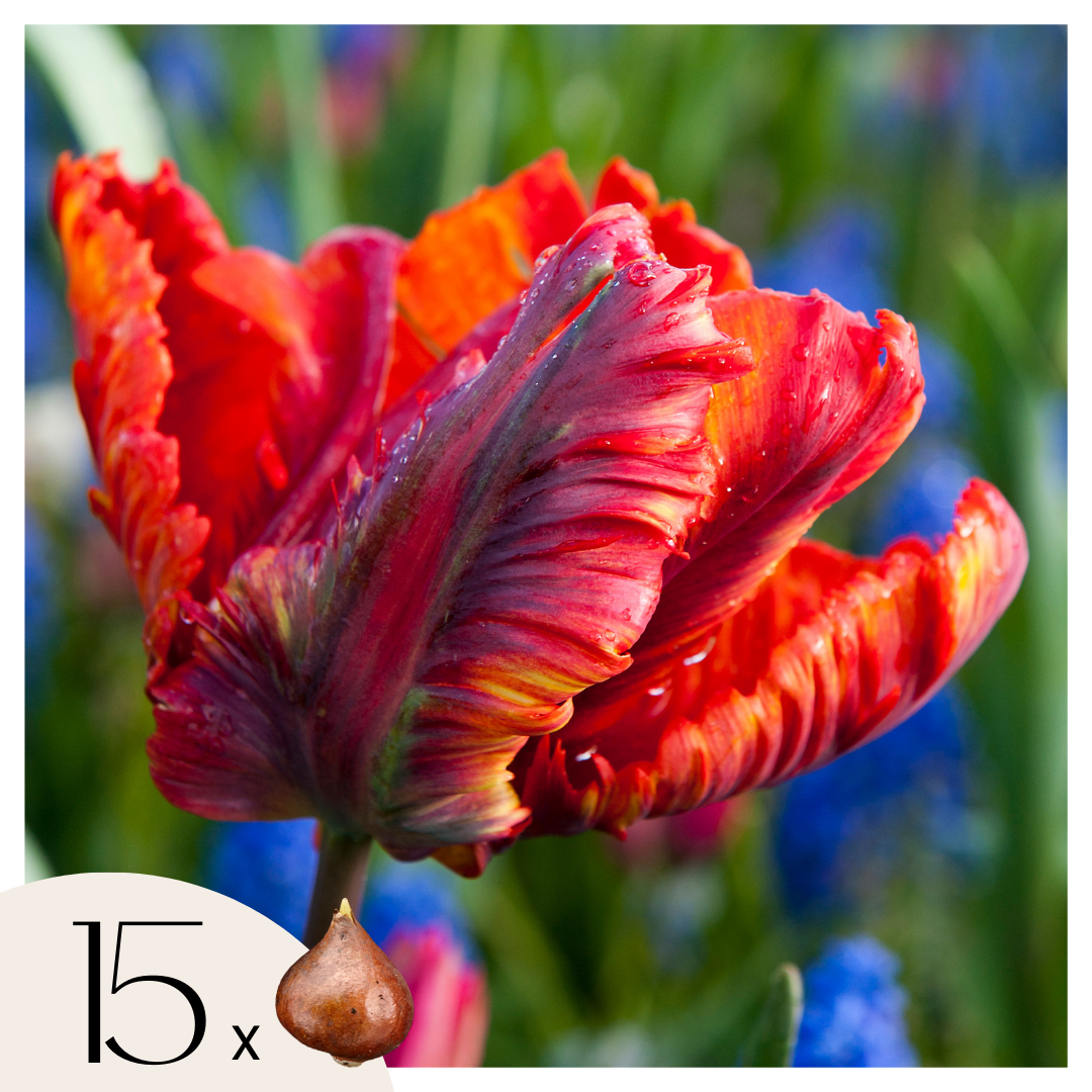 Tulpenbollen - Set van 15 - Tulipa'Rasta Parrot'- Bloembollen - Wit afbeelding