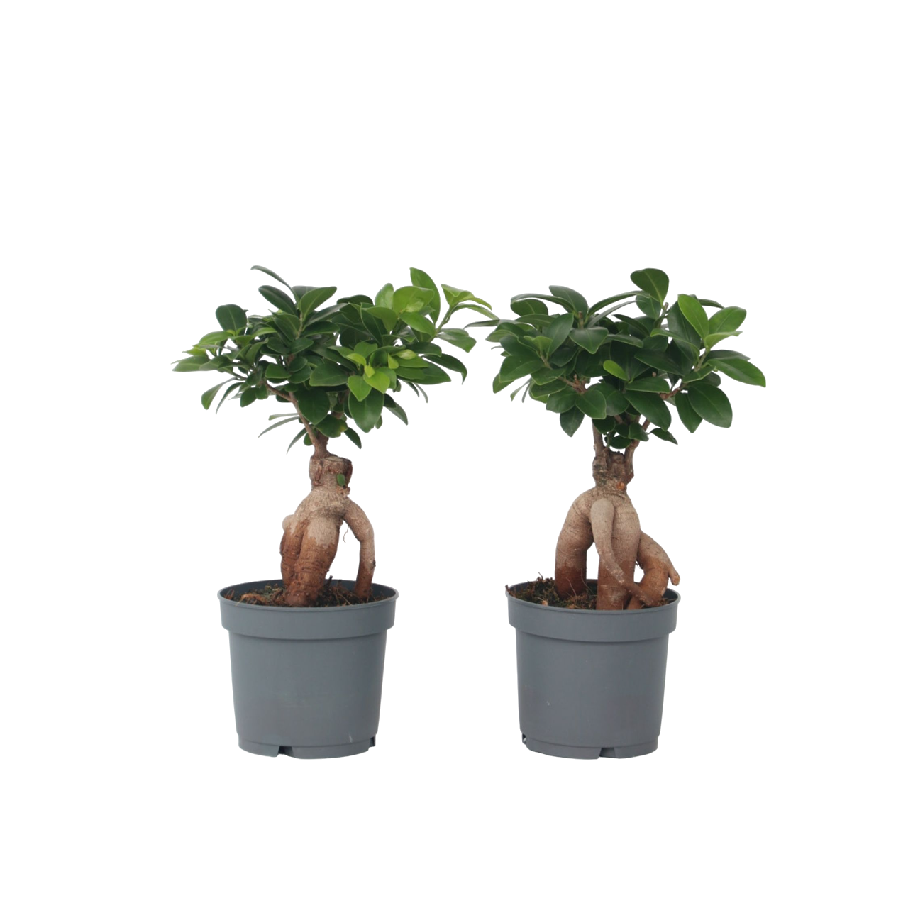 Chinese vijg - Set van 4 - Ficus microcarpa - Hoogte 30-40cm -⌀12cm afbeelding