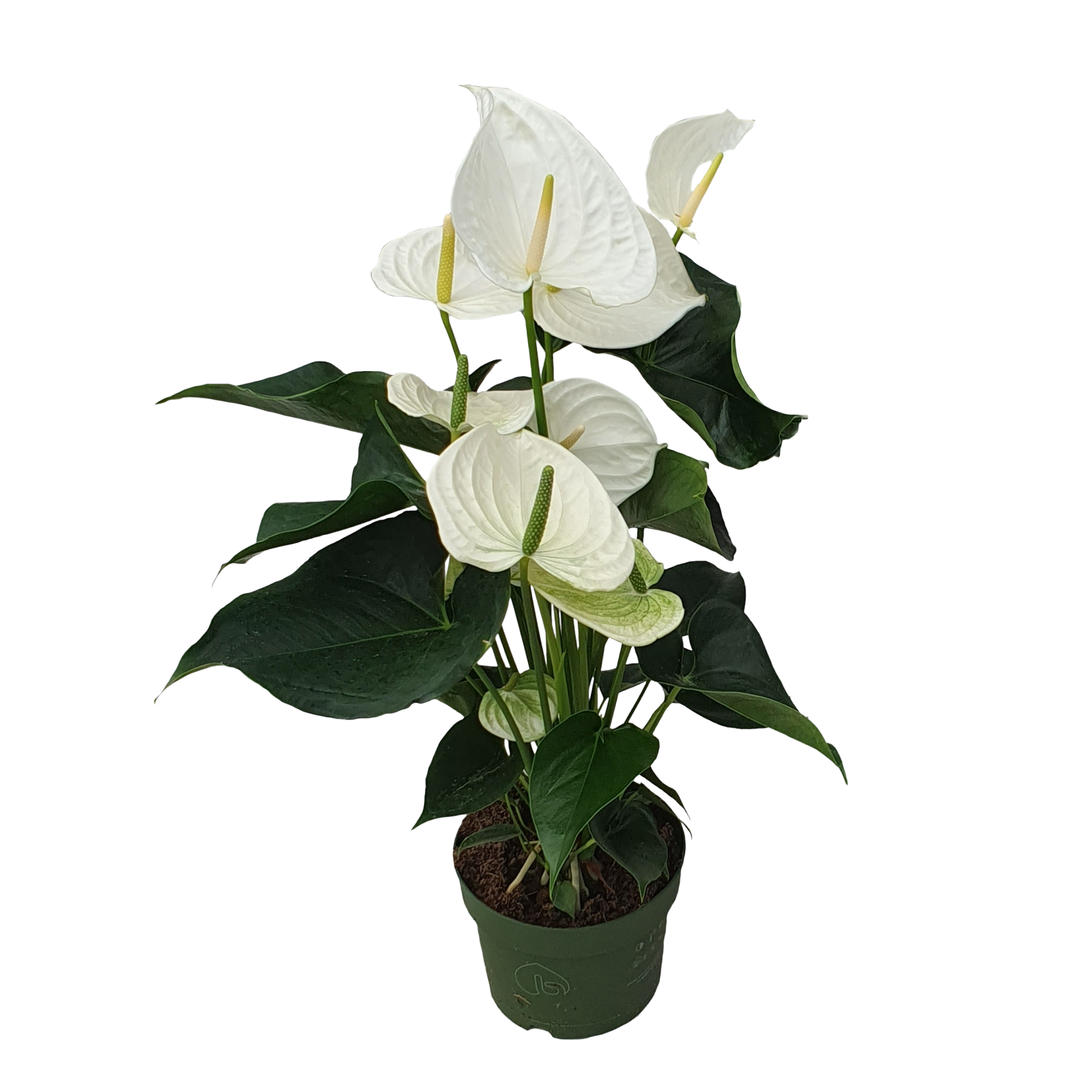 Flamingoplant - Anthurium'Alaska White'- Hoogte 55-70cm -ø17cm afbeelding