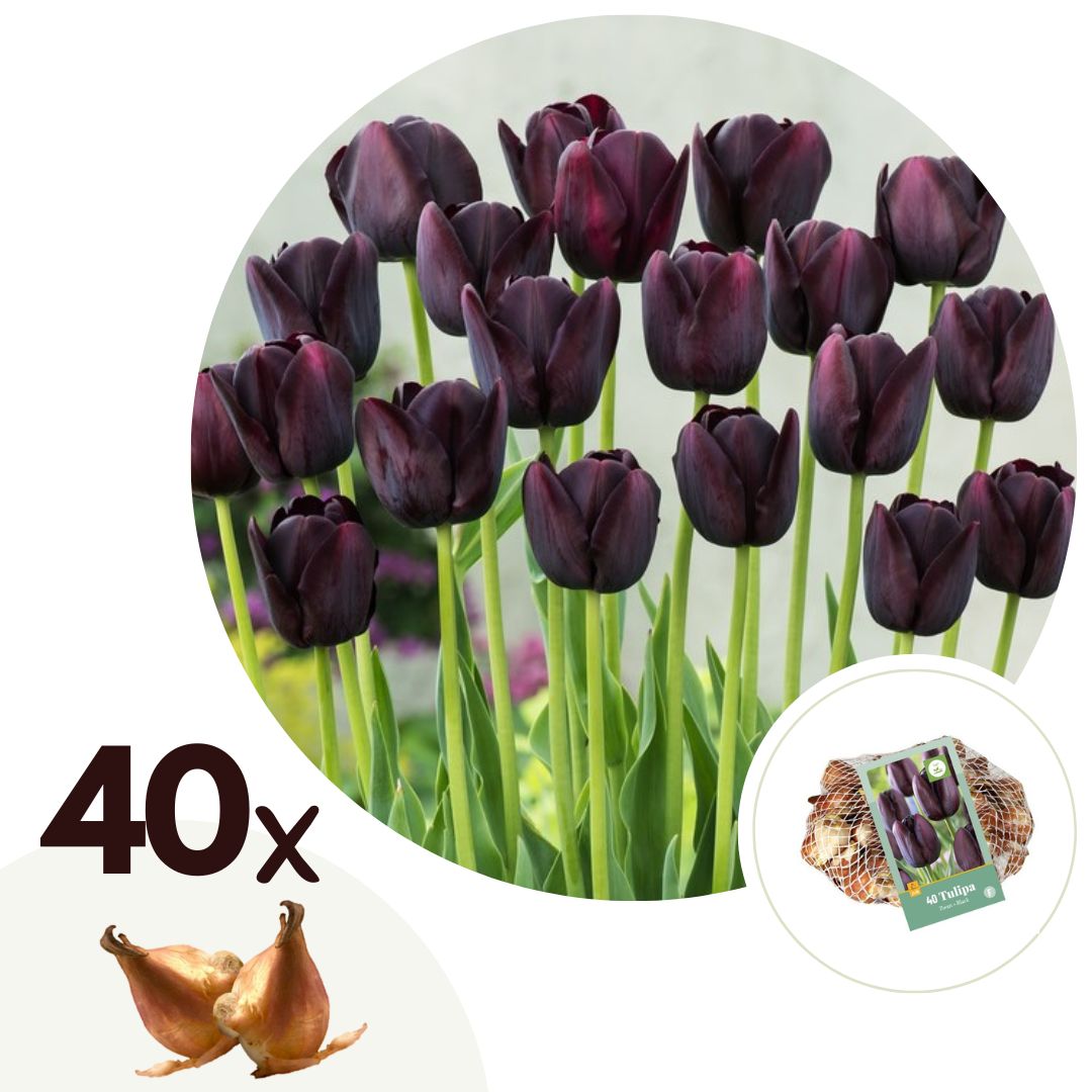 Tulpenbollen - Set van 40 - Tulipa'Queen of Night'- Bloembollen - Paars afbeelding
