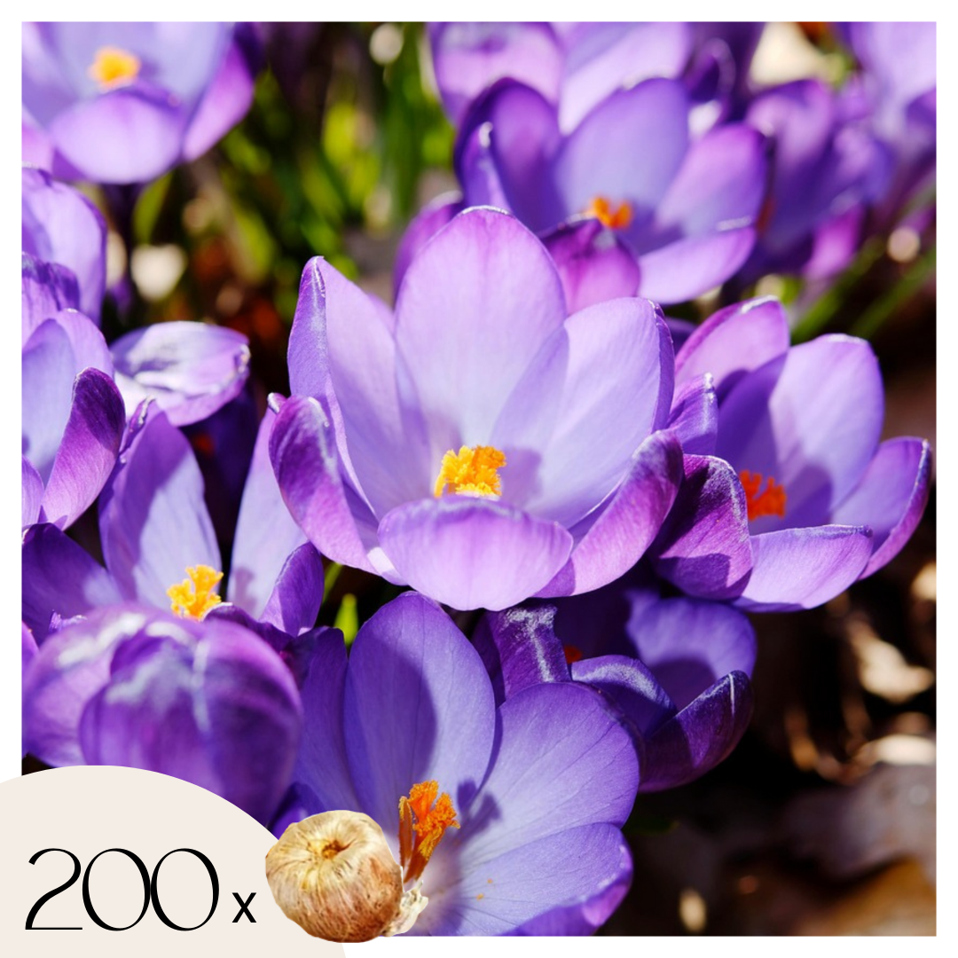 Krokusbollen - Set van 200 - Crocus'Ruby Giant'- Bloembollen - Paars afbeelding