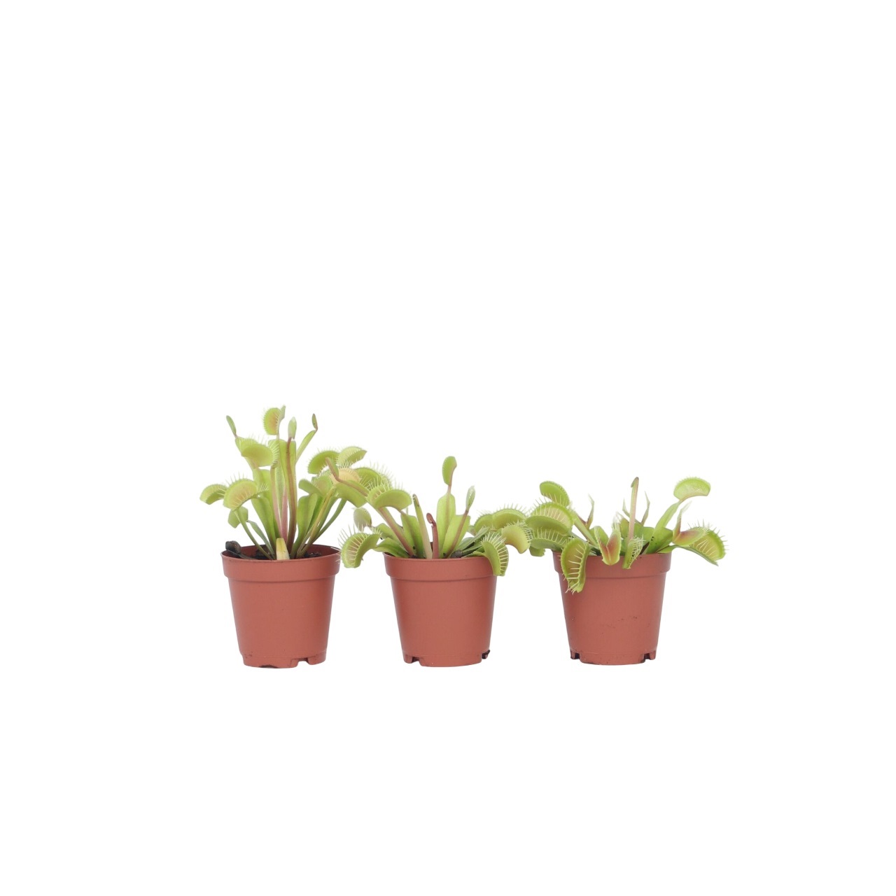 Venus vliegenvanger - Set van 3 - Dionaea muscipula - Hoogte 5-15cm -⌀5,5cm afbeelding