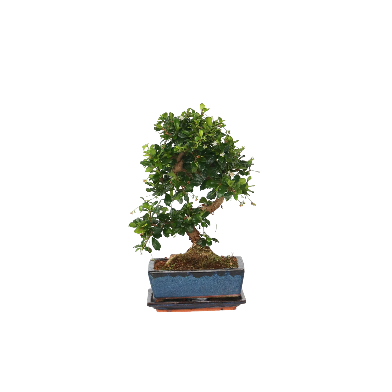 Bonsai - Carmona microphylla - Hoogte 25-30cm -⌀20cm afbeelding