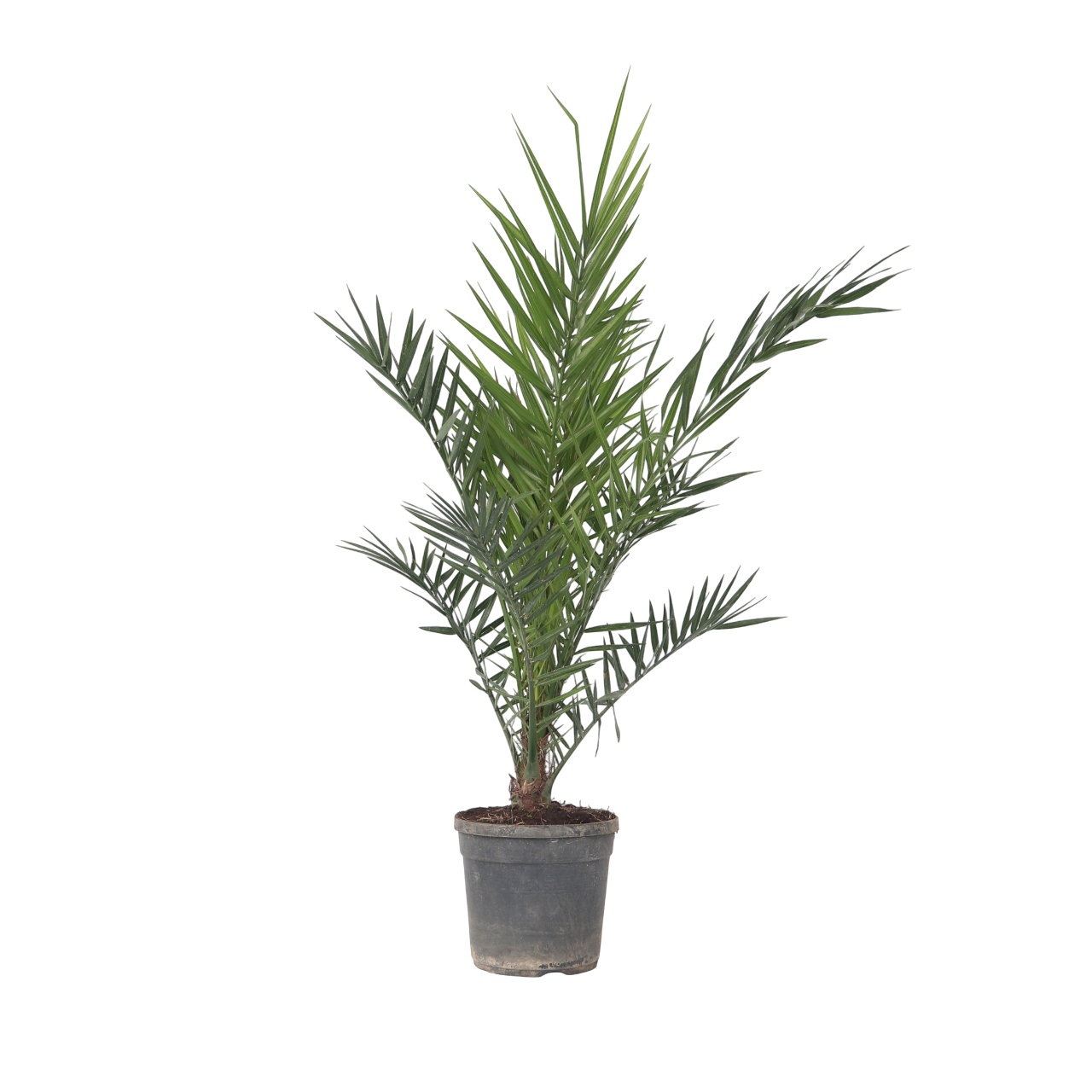 Canarische Dadelpalm - Phoenix canariensis - Hoogte 80-100cm -⌀19cm afbeelding