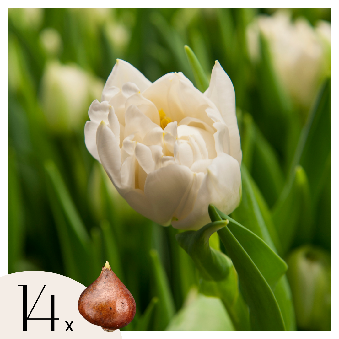Tulpenbollen - Set van 14 - Tulipa'Northcap'- Bloembollen - Geel afbeelding