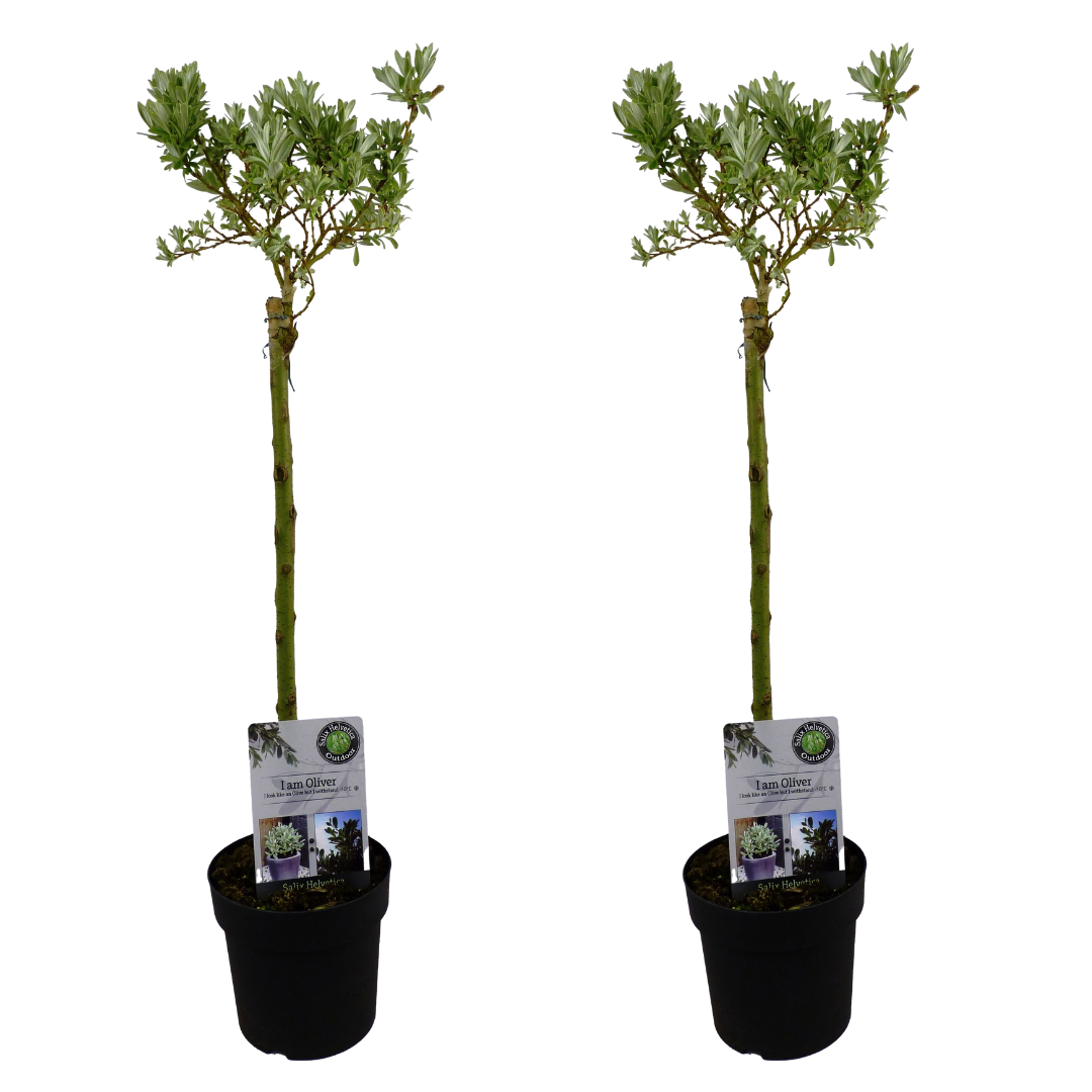 Dwergwilg - Set van 2 - Salix helvetica - Hoogte 80-90cm -⌀19cm afbeelding