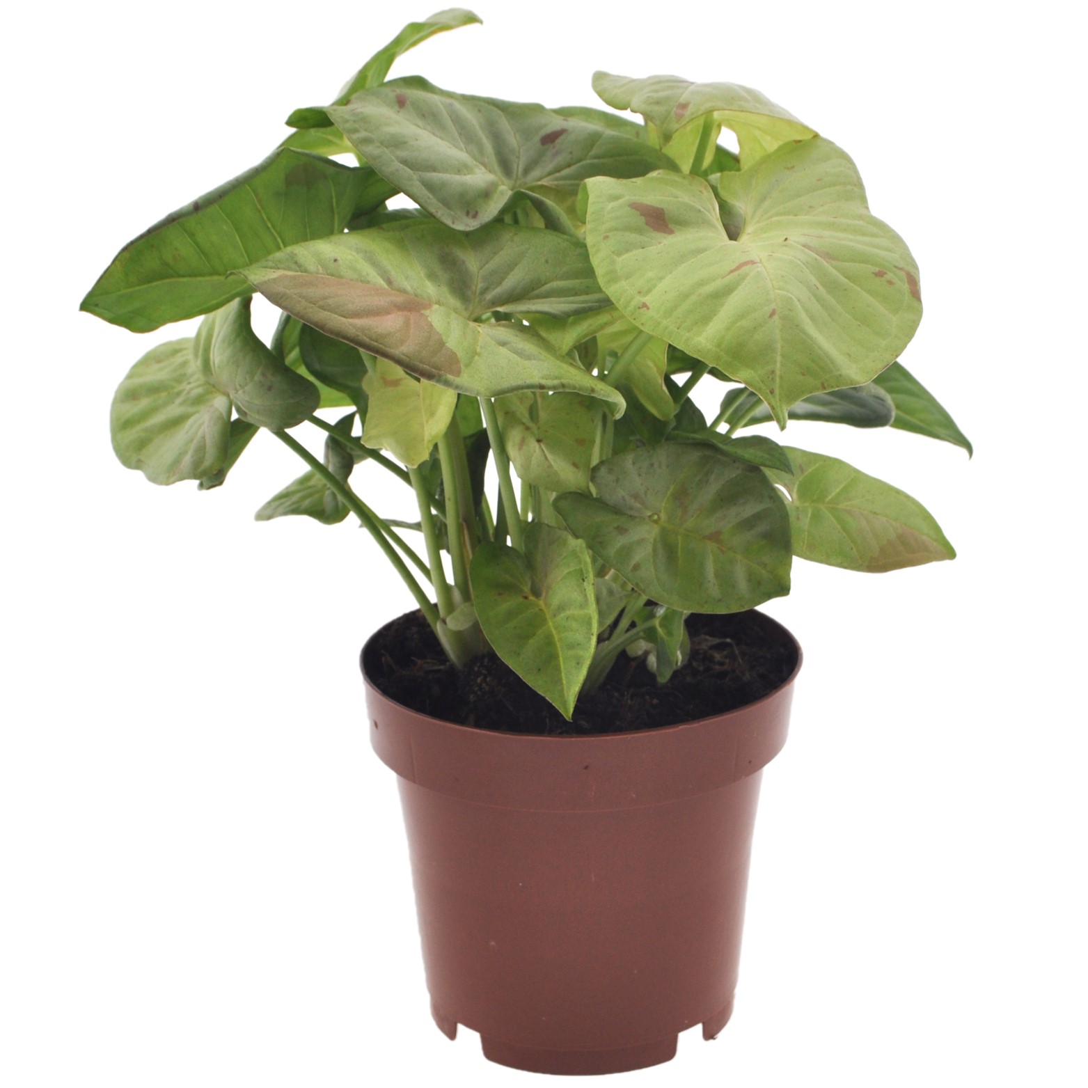 Pijlplant - Syngonium'Milk Confetti'- Hoogte 20-30cm -⌀12cm afbeelding