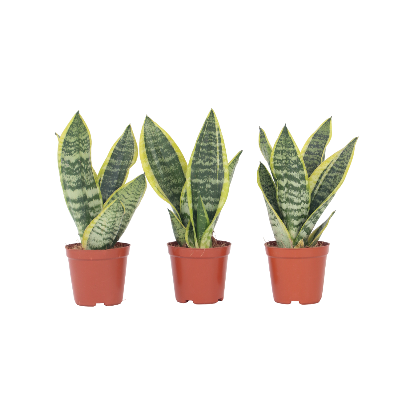Vrouwentong - Set van 3 - Sansevieria'Futura Superba'- Hoogte 35-40cm -⌀12cm afbeelding