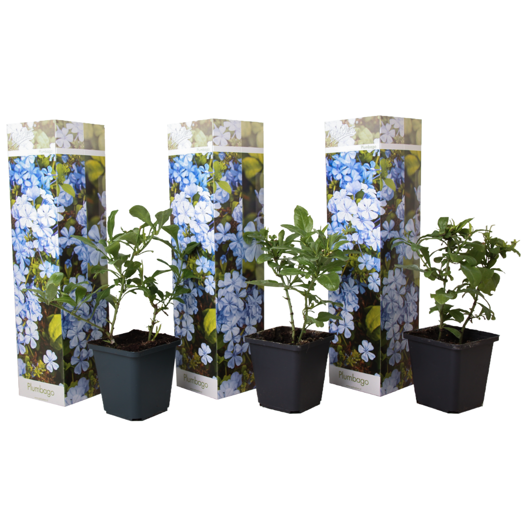 Mannentrouw - Set van 3 - Plumbago auriculata - Hoogte 25-40cm -⌀9cm afbeelding