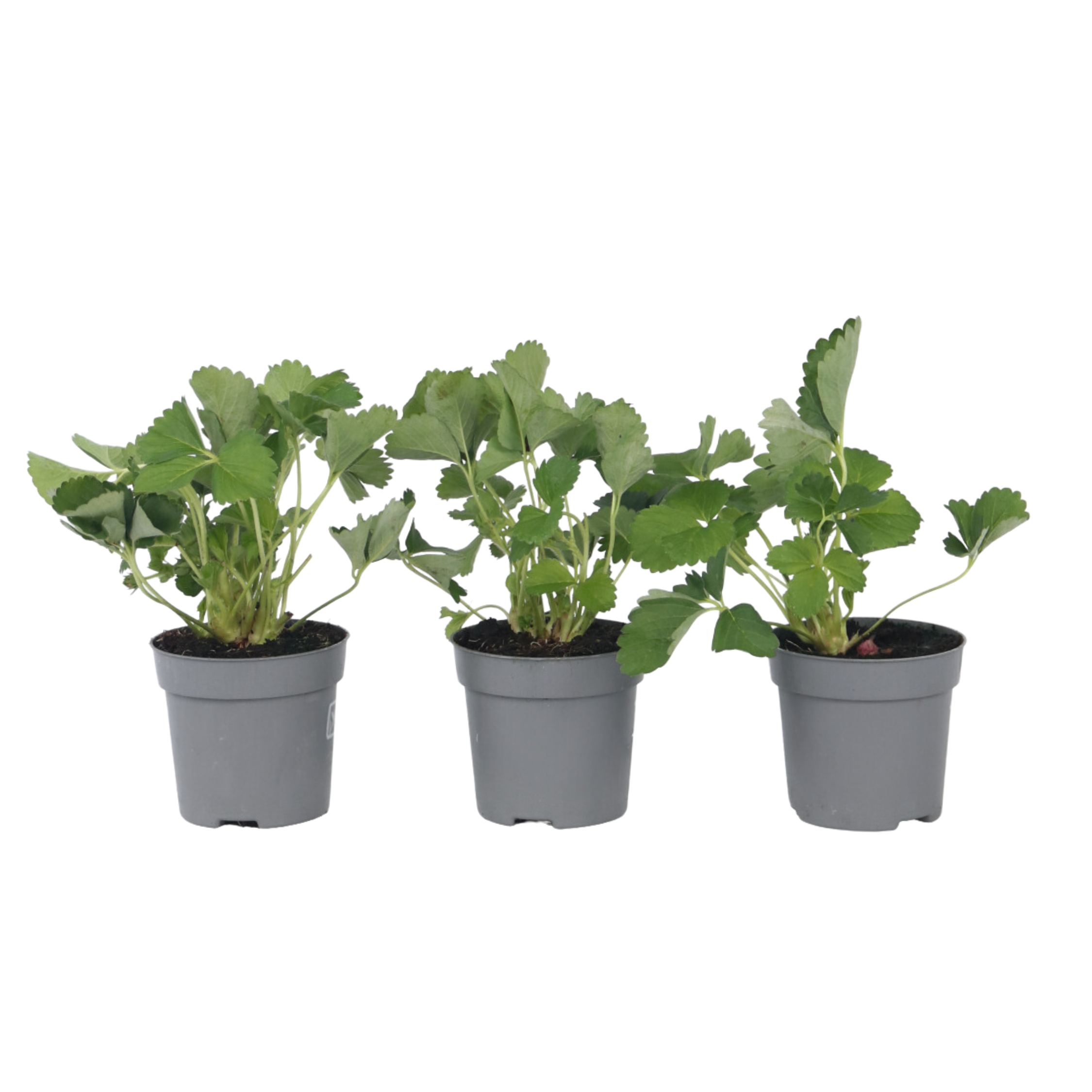 Aardbeienplant - Set van 3 - Fragaria ananassa'Roman'- Hoogte 15-20cm -⌀9cm afbeelding