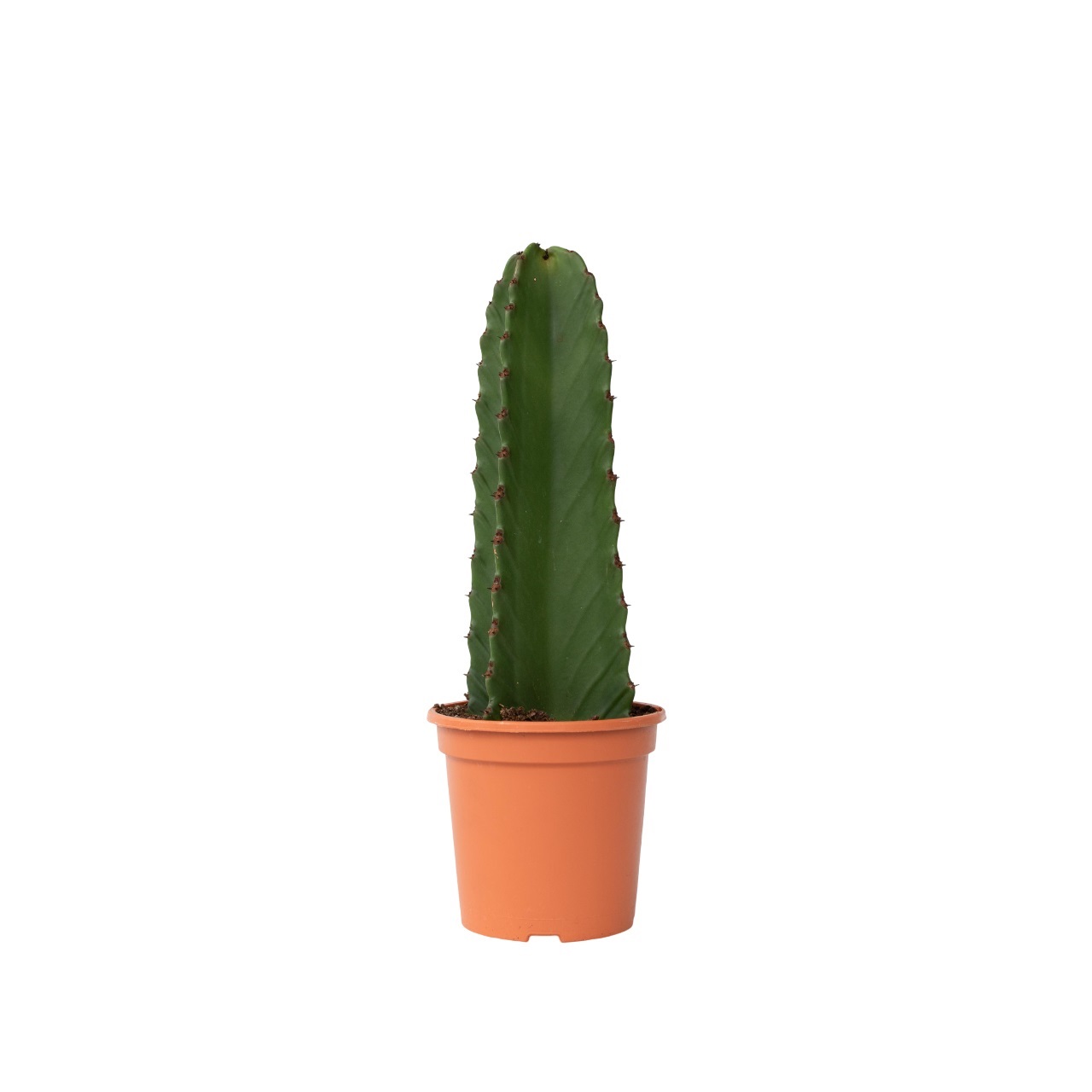 Cowboycactus - Euphorbia ingens - Hoogte 40-50cm -⌀18cm afbeelding