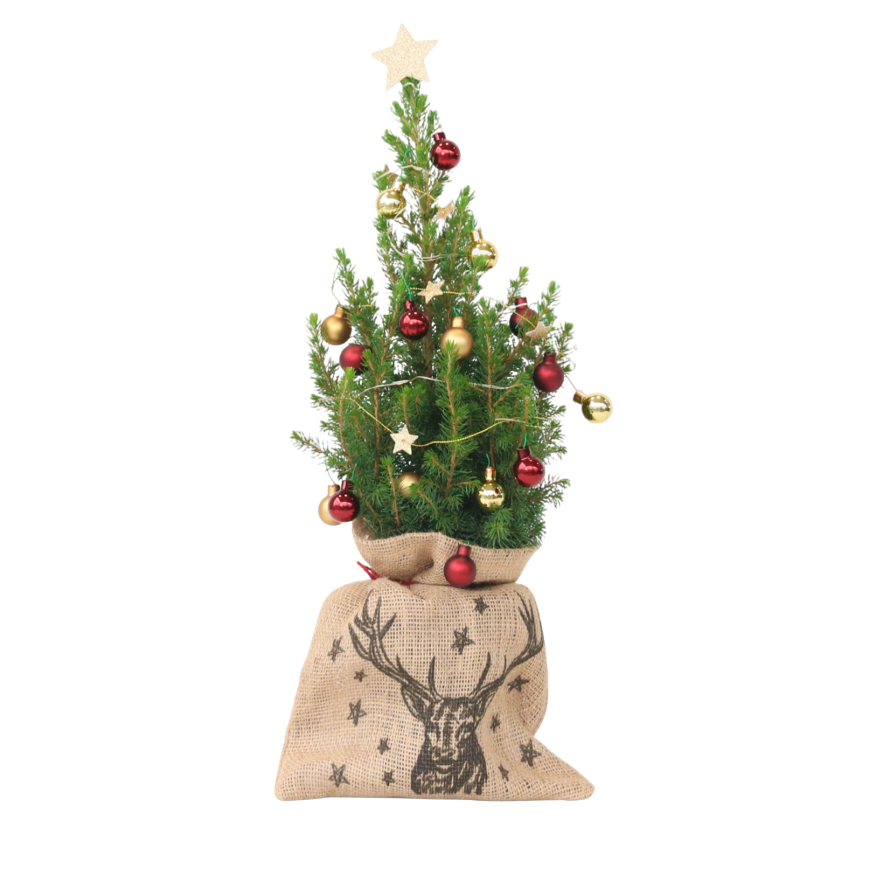 Mini-stromek s jutovým-sáčkem – Picea glauca Conica – 55–65cm – ⌀15cm