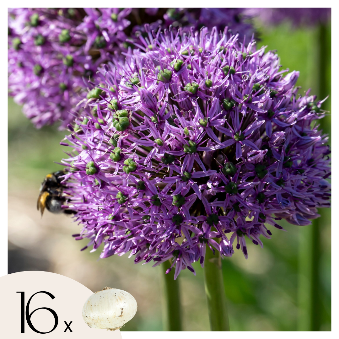 Alliumbollen - Set van 16 - Allium'Gladiator'- Bloembollen - Paars afbeelding