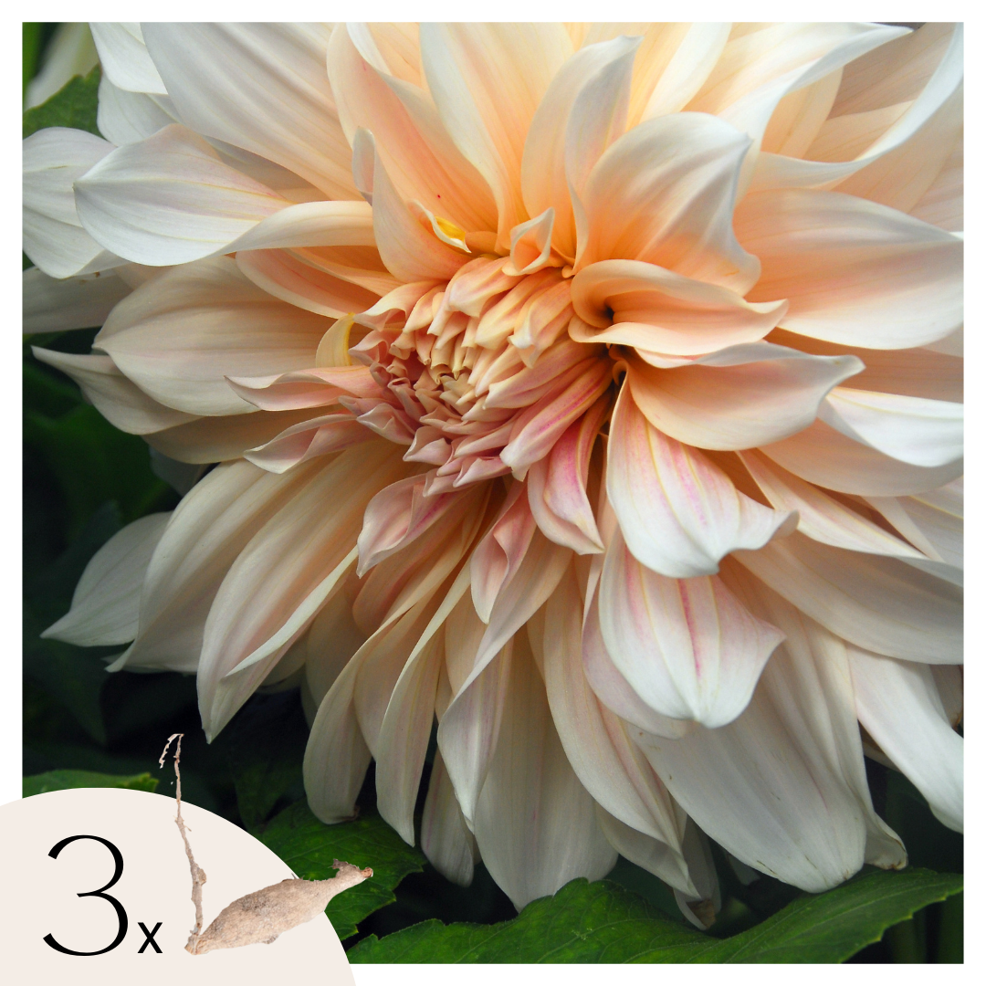 Dahliaknollen - Set van 3 - Dahlia'Café au Lait' afbeelding