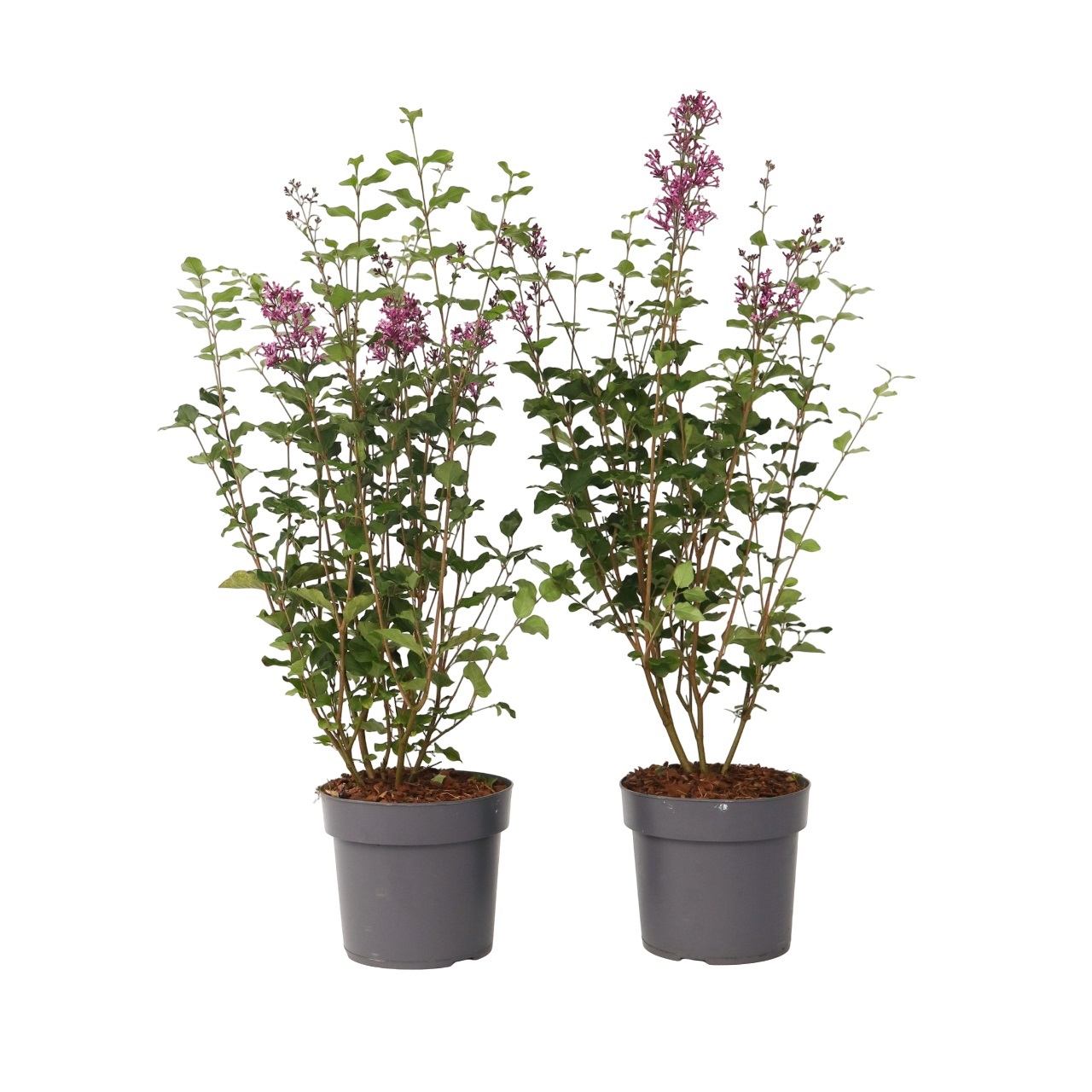 Dwergsering - Set van 2 - Syringa'Bloomerang'- Hoogte 55-65cm -⌀19cm afbeelding