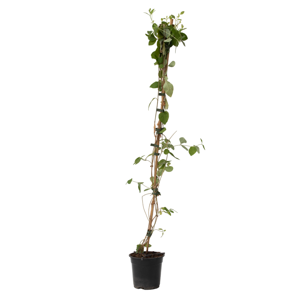 Kamperfoelie - Lonicera x Heckrotti'American Beauty'- Hoogte 110-120cm -⌀17cm afbeelding