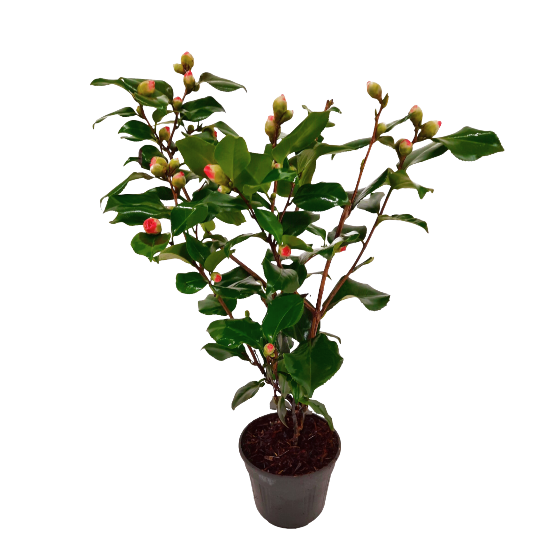 Japanse Roos - Camellia japonica'Dr. King'- Hoogte 50-60cm -⌀15cm afbeelding