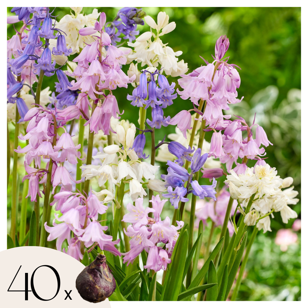 Hyacint - Set van 40 - Hyacinthoides Hispanica - Bloembollen afbeelding