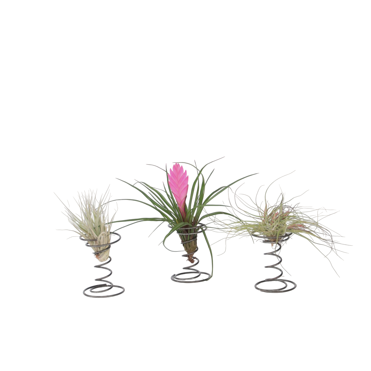 Luchtplantjes - Set van 3 - Tillandsia - Hoogte 5-15cm -⌀5cm afbeelding
