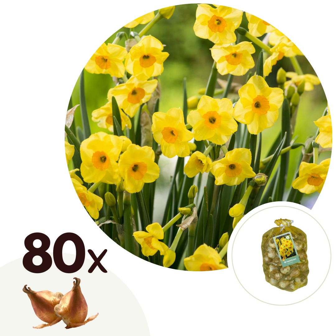 Narcissen - Set van 80 - Narcissus'Golden Dawn'- Bloembollen - Geel afbeelding