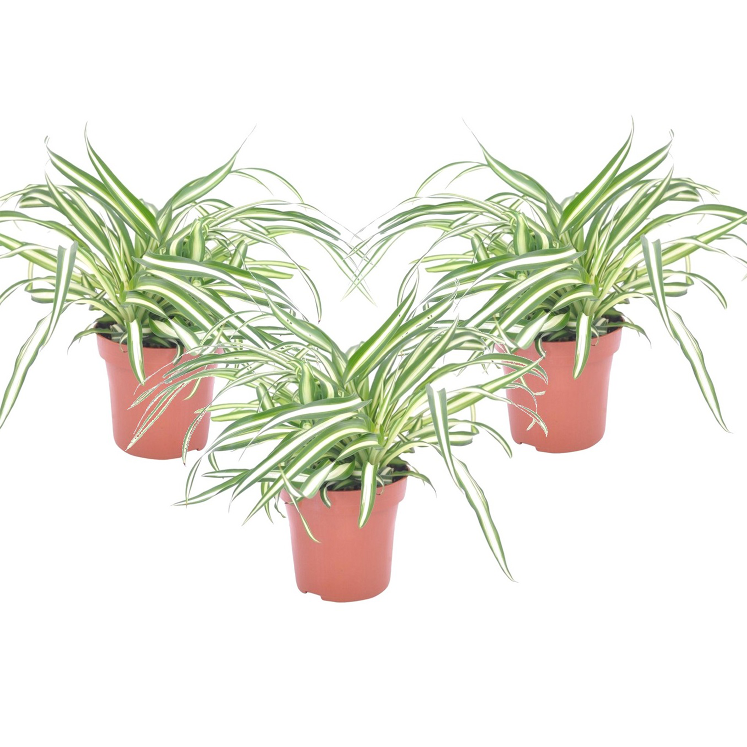 Graslelie - Set van 3 - Chlorophytum comosum'Atlantic'- Hoogte 25-40cm -⌀12cm afbeelding
