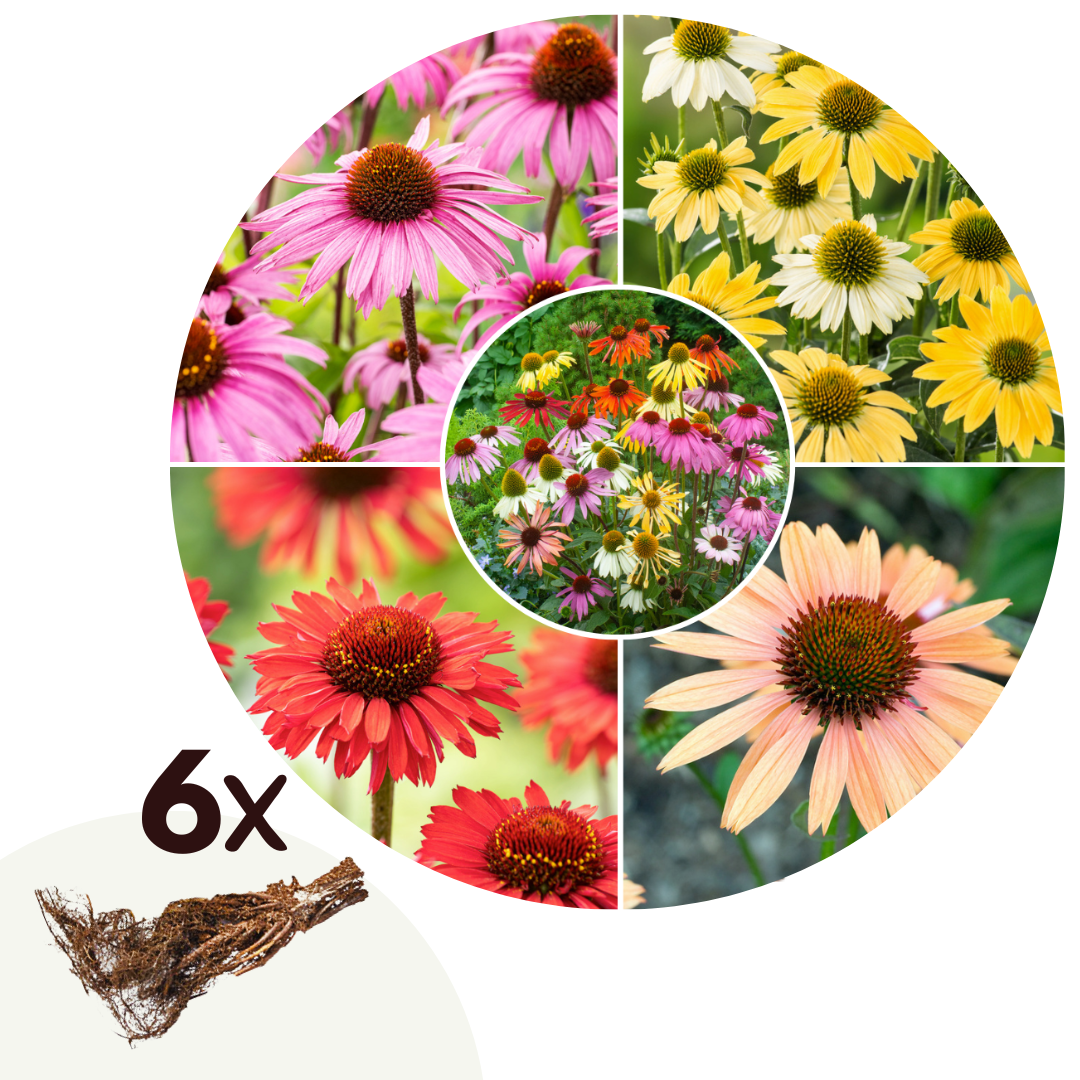 Zonnehoed - Set van 6 - Echinacea Mix - Wortelstokken afbeelding