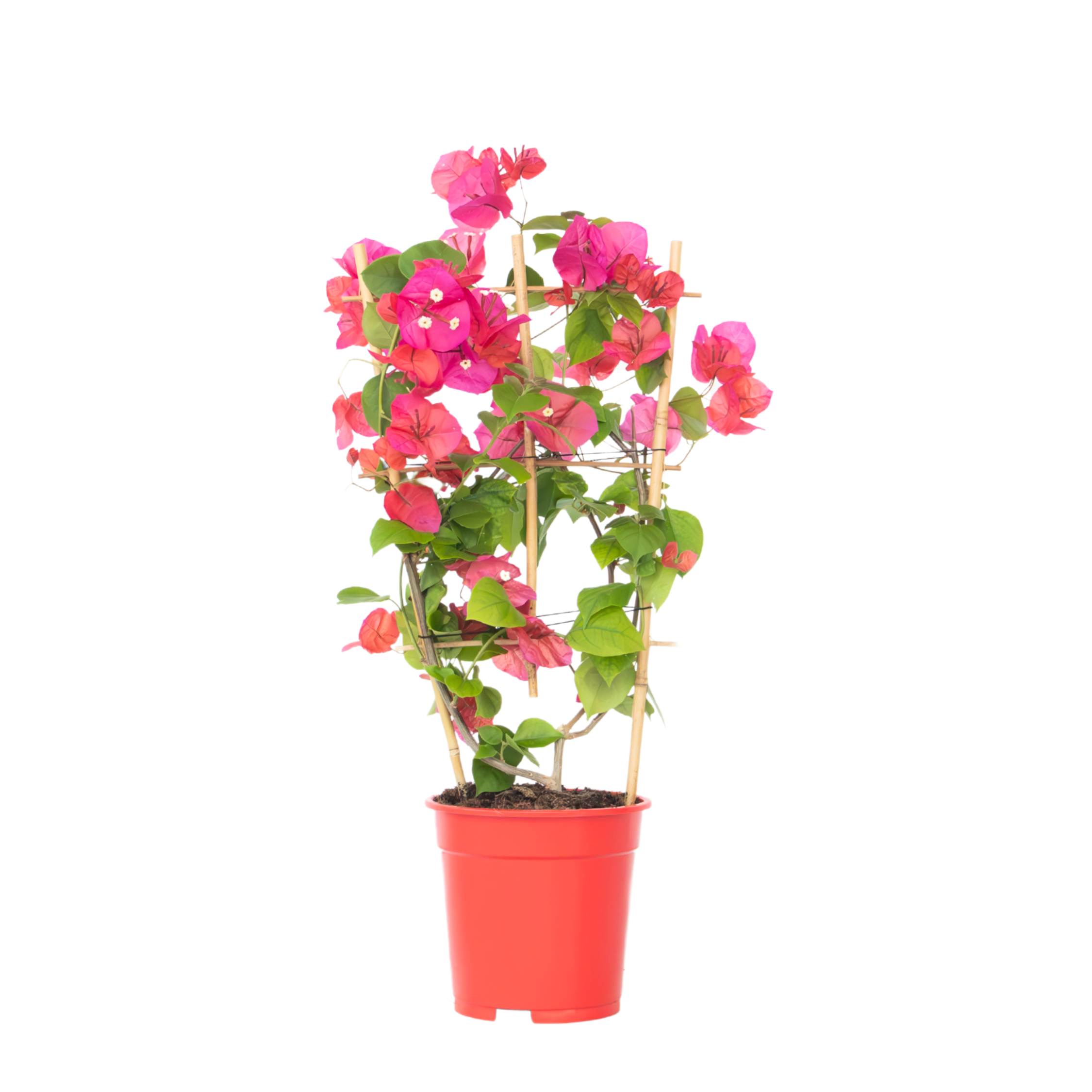 Oranje Bougainvillea - Bougainvillea'Dania'- Hoogte 50-60cm -⌀17cm afbeelding