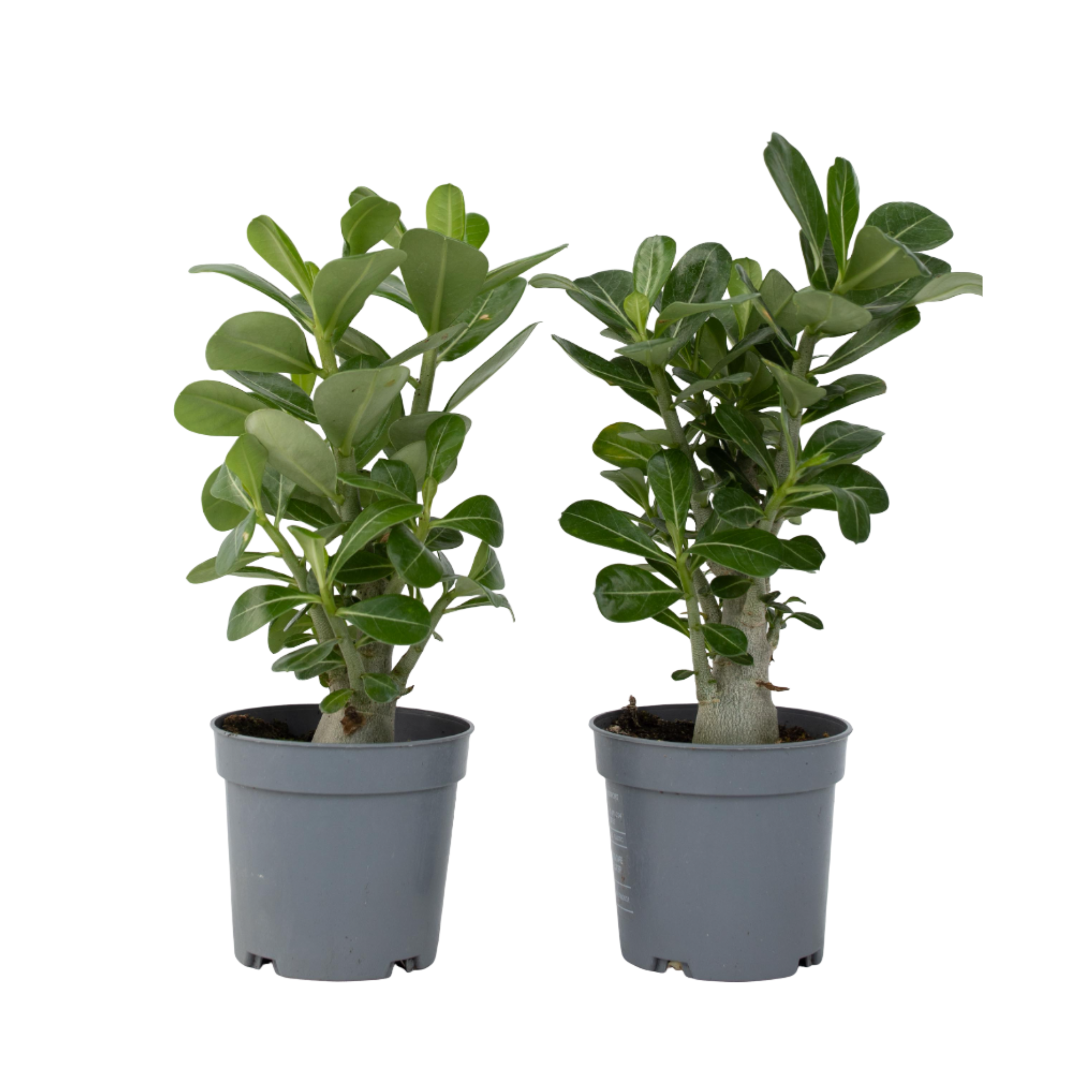 Woestijnroos - Set van 2 - Adenium obesum - Hoogte 25-40cm -⌀10,5cm afbeelding