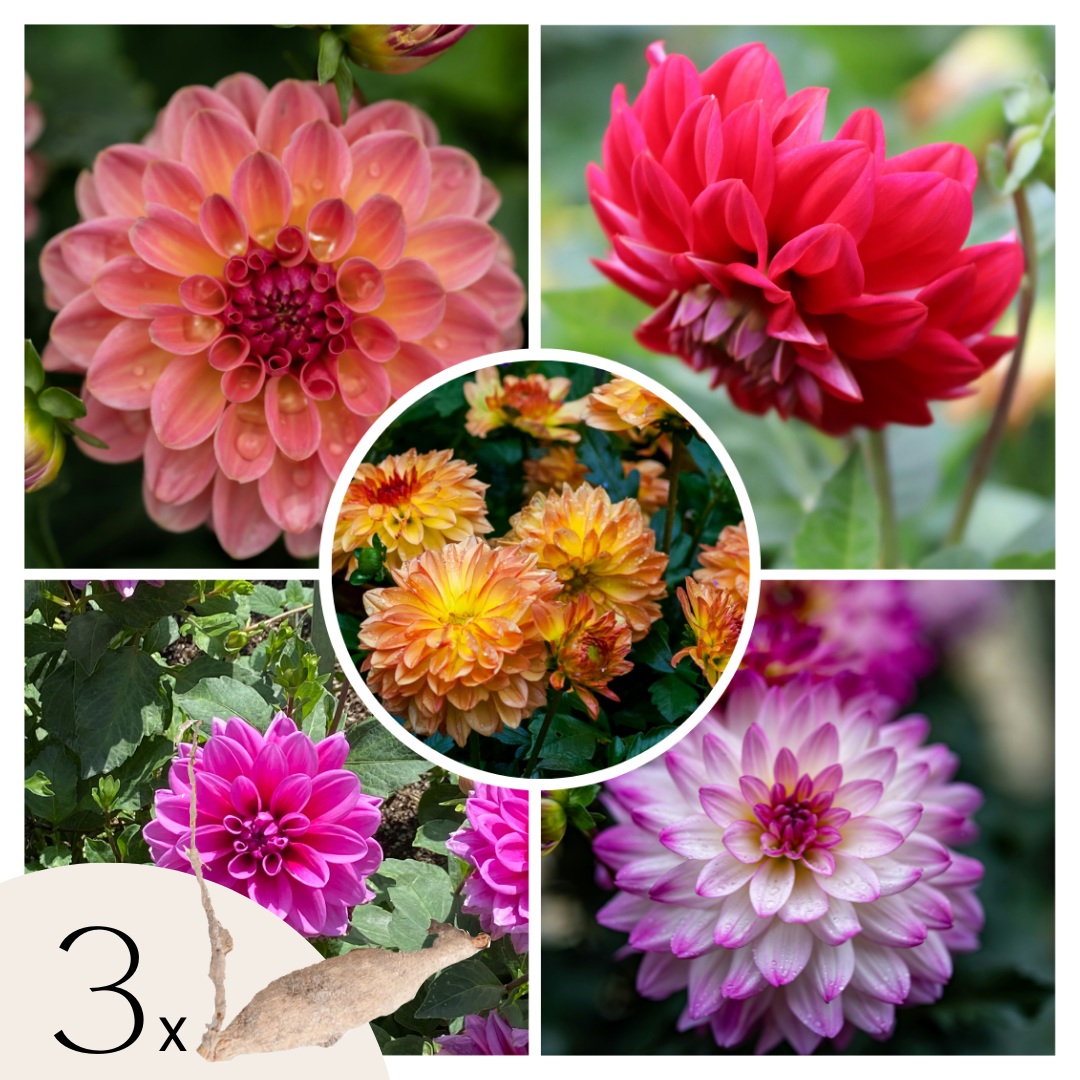 Dahliaknollen - Set van 3 - Dahlia'Pacific Mix' afbeelding