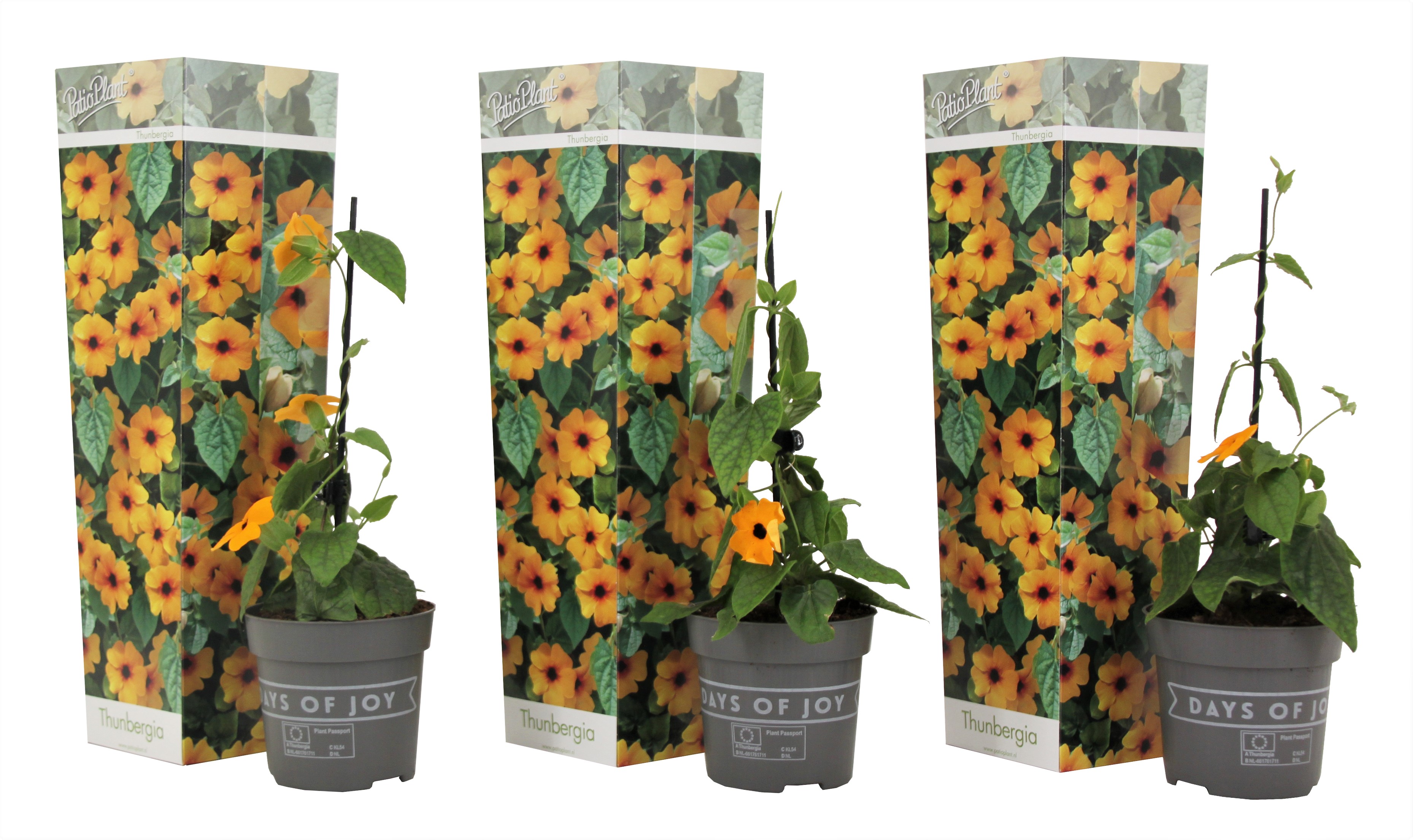 Thunbergia alata'New Orange'- Set van 3 - Hoogte 25-40cm -⌀9cm afbeelding