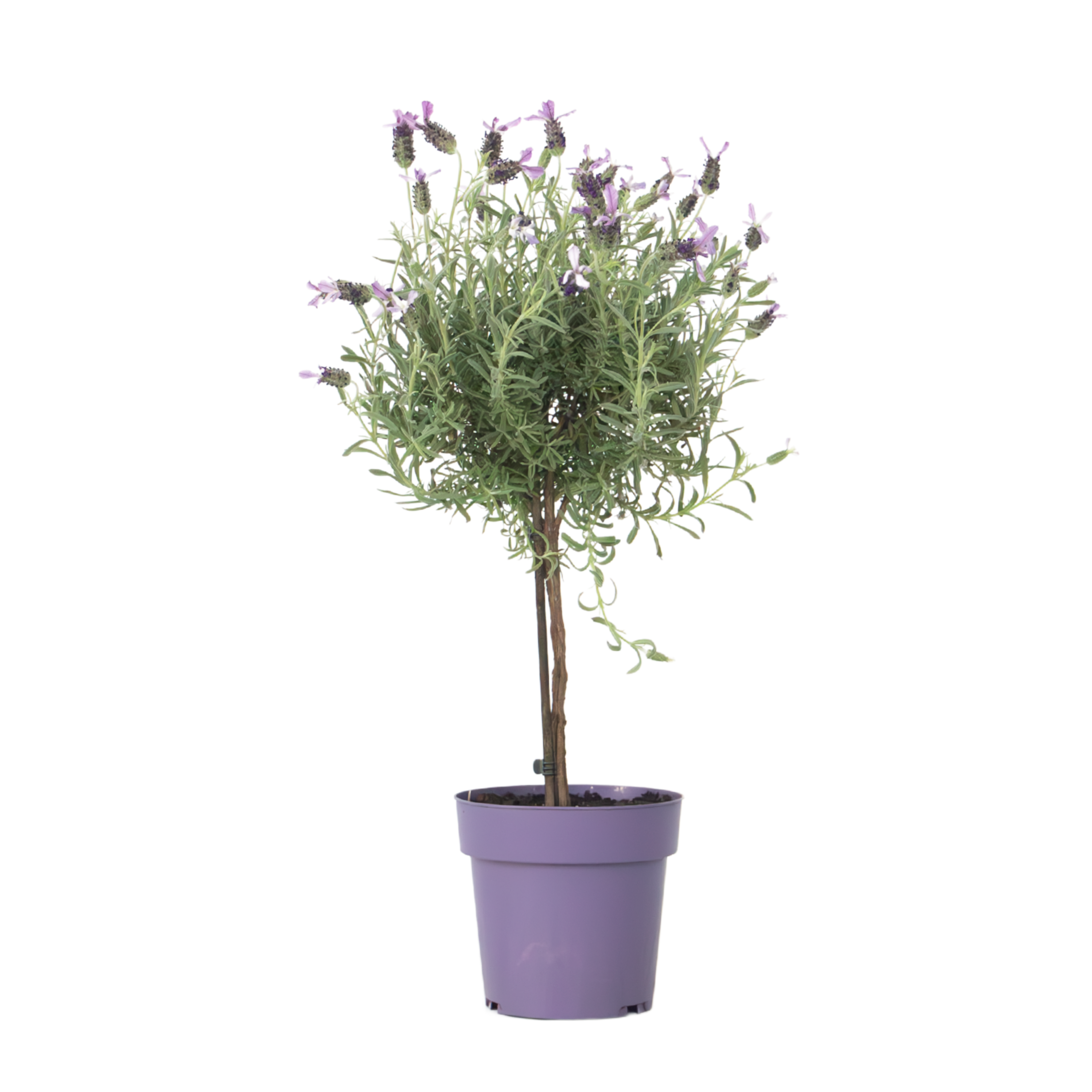 Lavendelboom - Lavandula stoechas'Anouk'- Hoogte 45-55cm -⌀15cm afbeelding